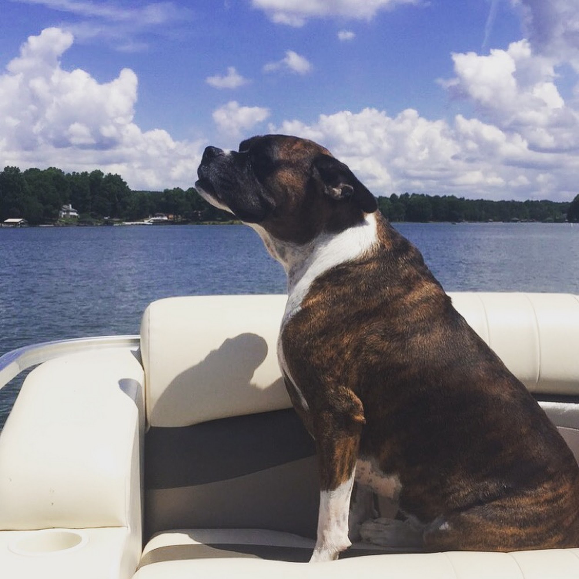 Lakeside Paws, LLC Mooresville