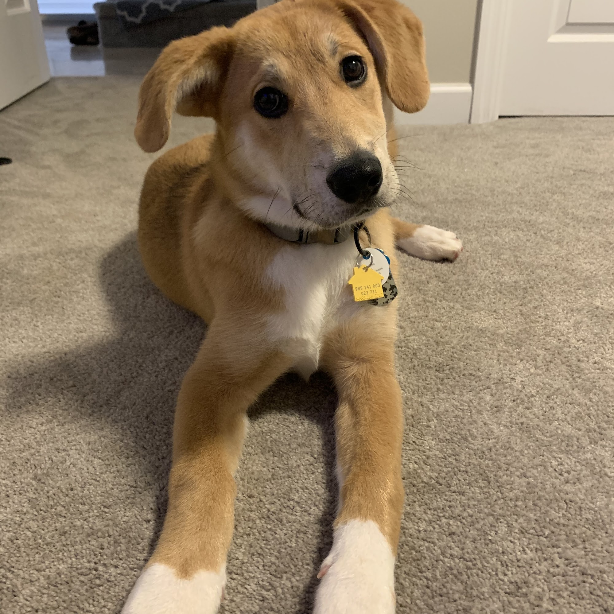 Riddles Classic Grooming Mooresville