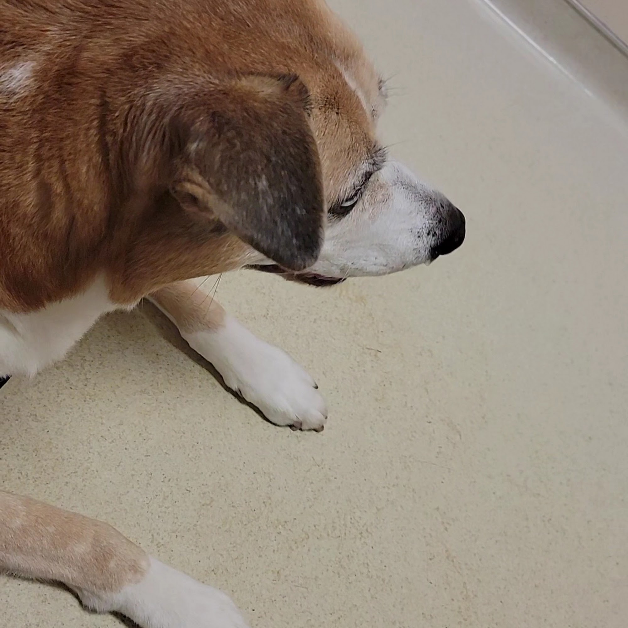 Bridges Professional Park Animal Hospital Morehead City