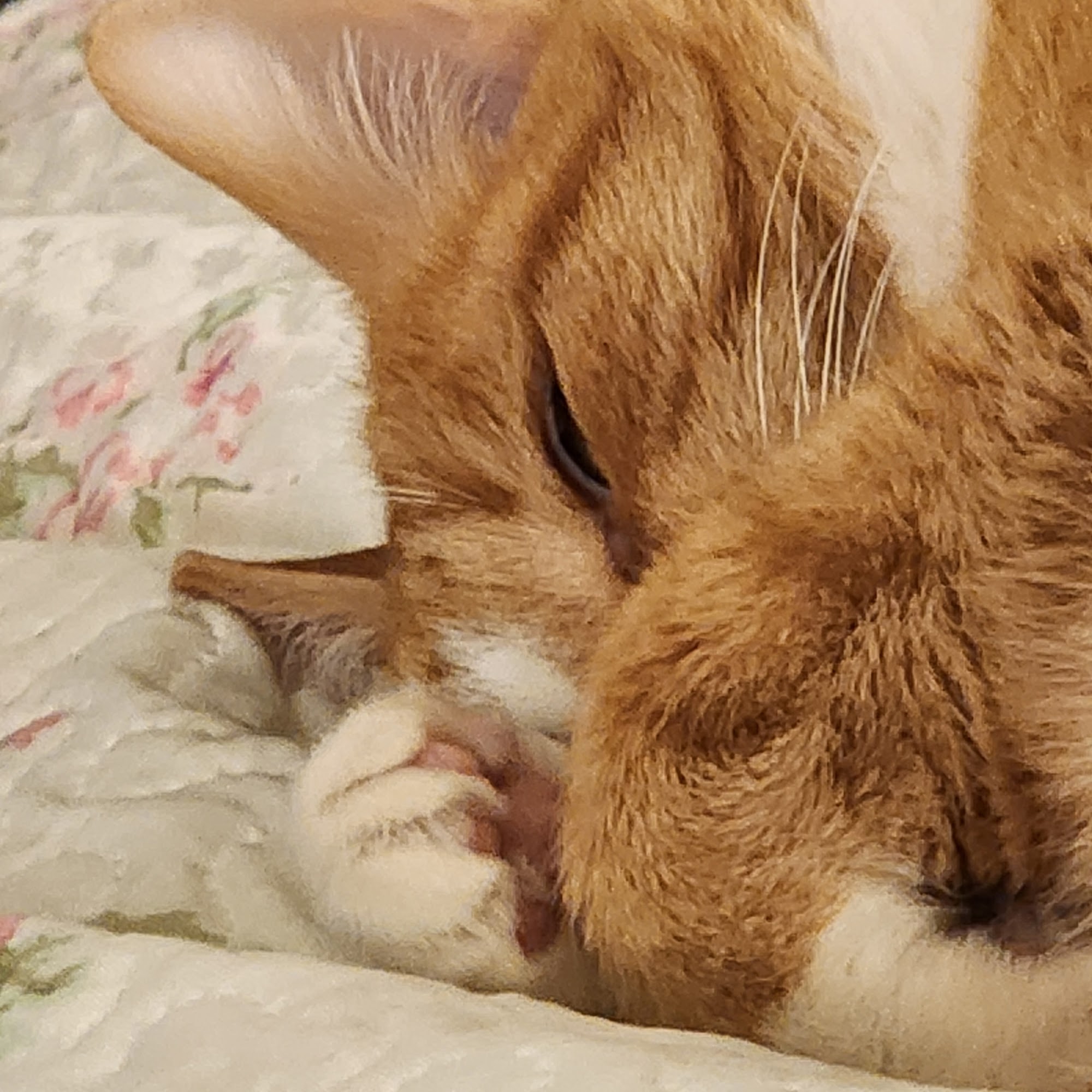 Mitchell Village Animal Hospital Morehead City