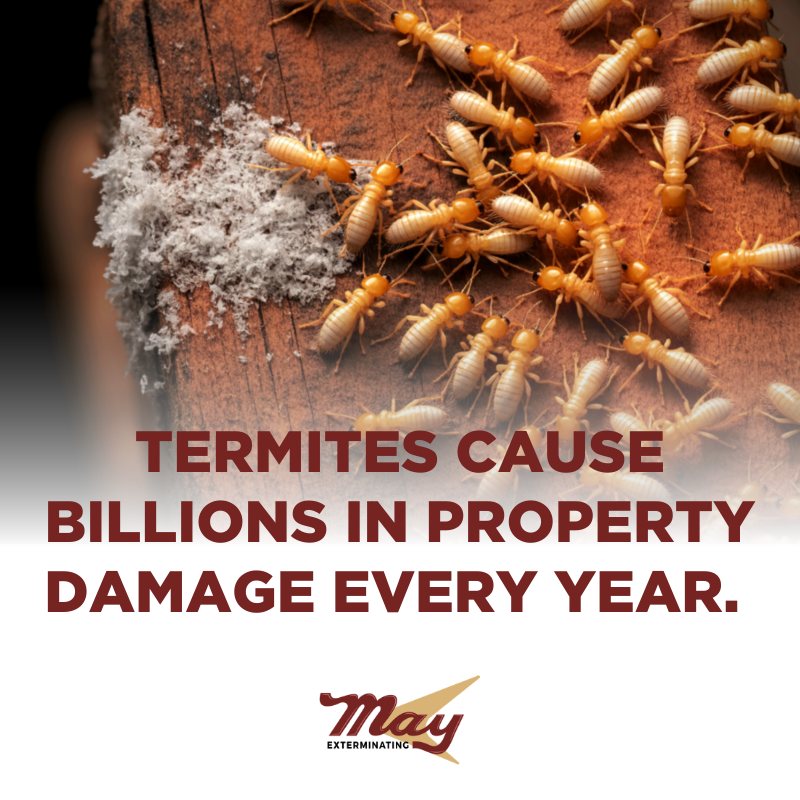 May Exterminating Co
