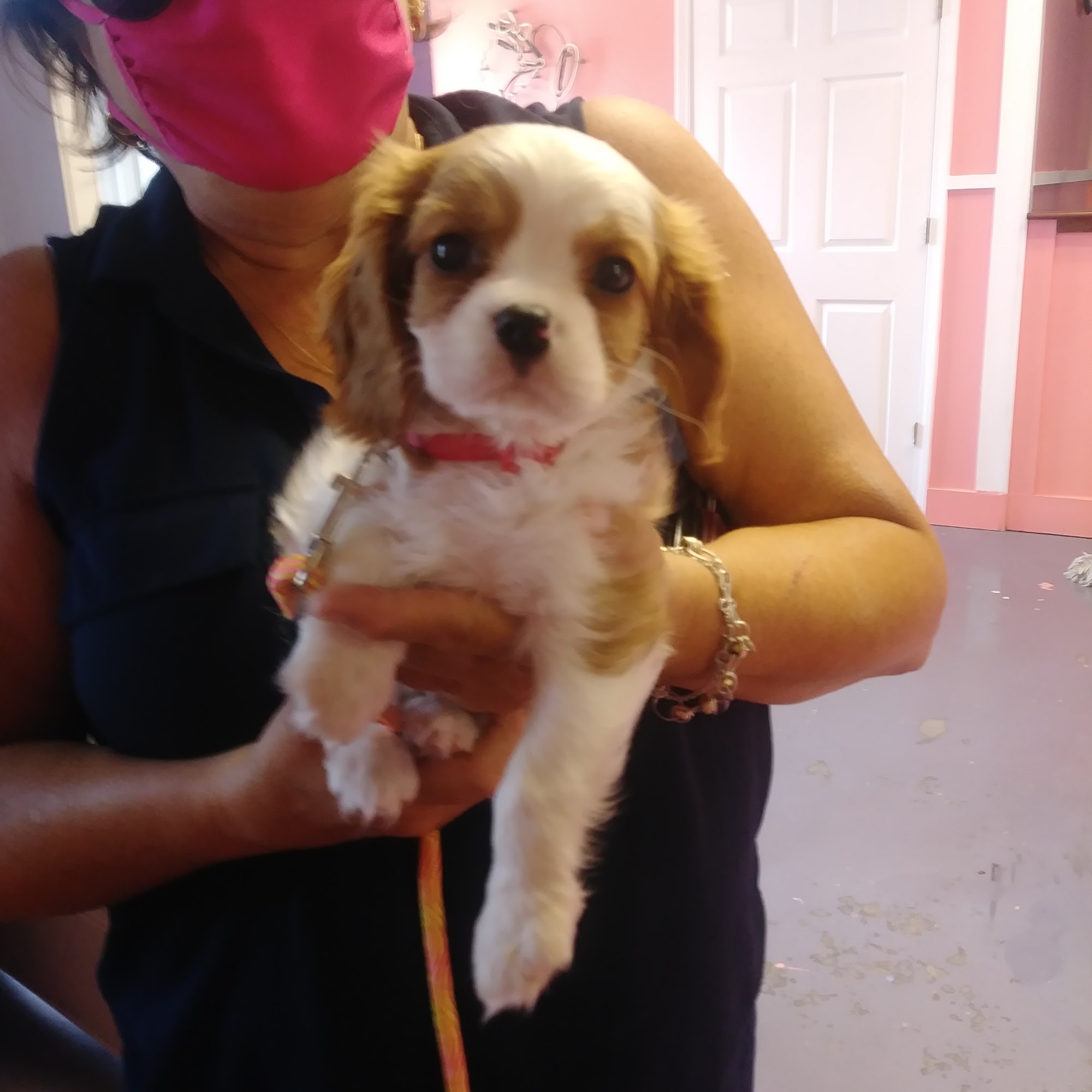 Canine Kingdom 200 N 11th St, Morehead City North Carolina 28557