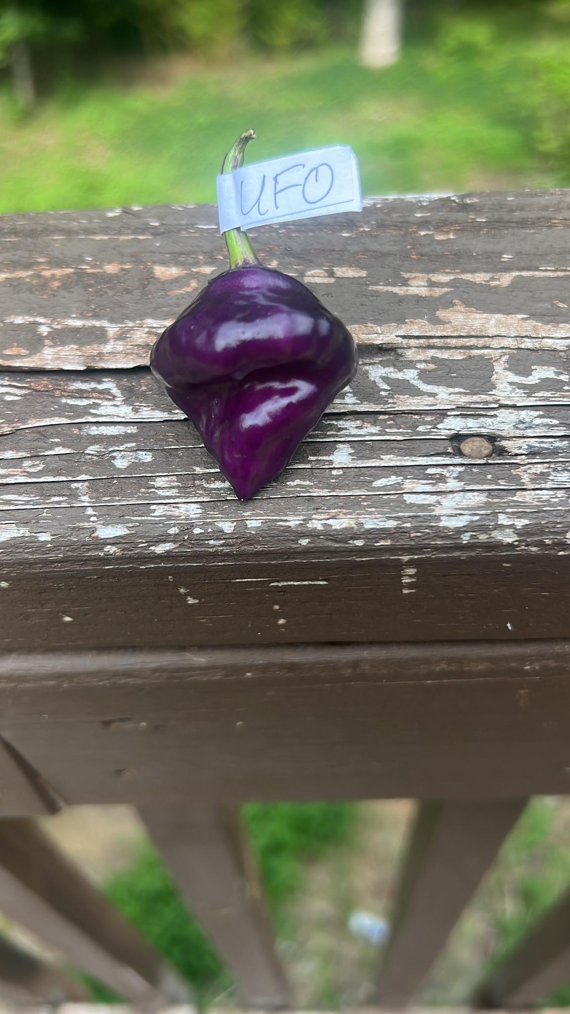 Mountain Burrito LLC Morganton