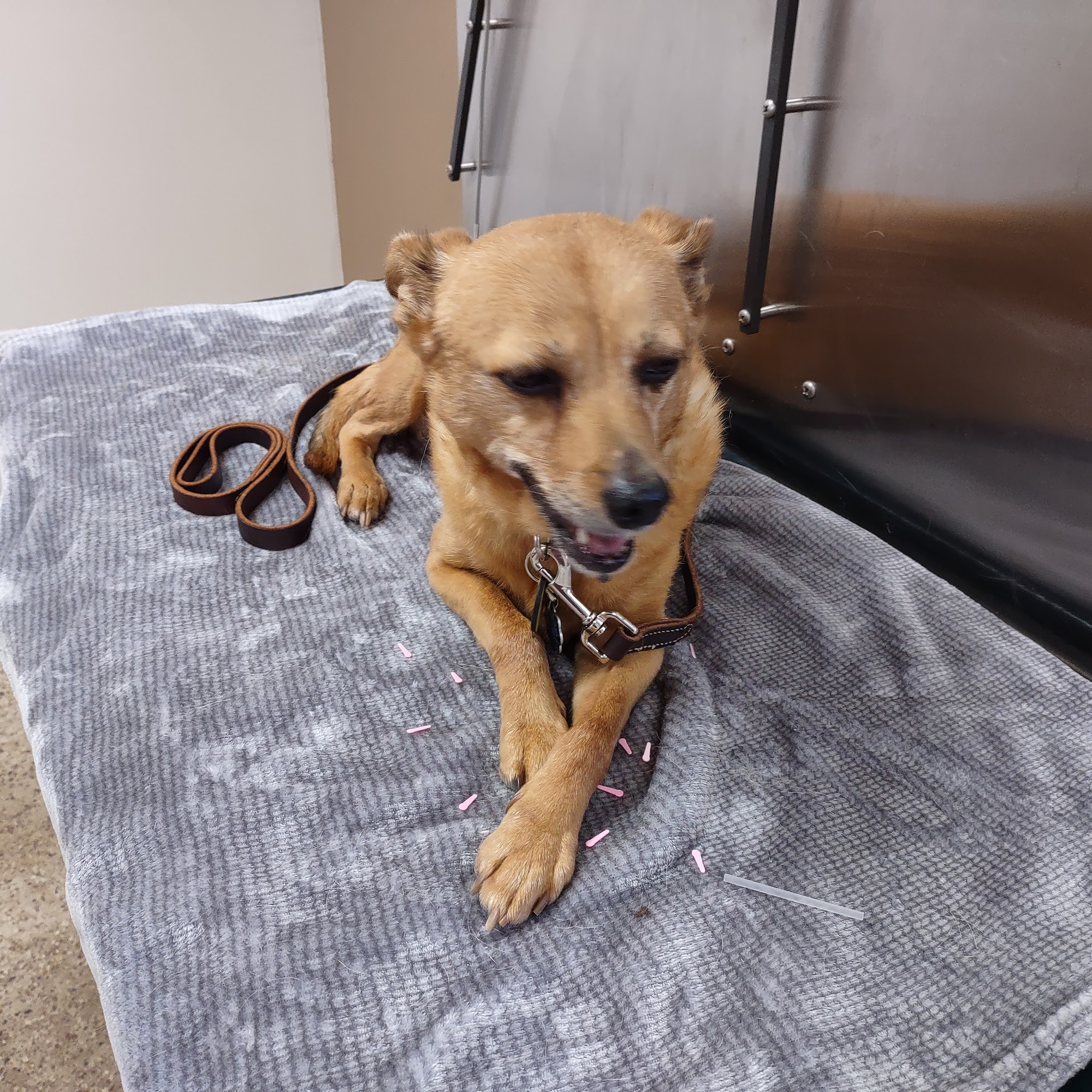 Medicine Man Veterinary Hospital, PLLC Morganton