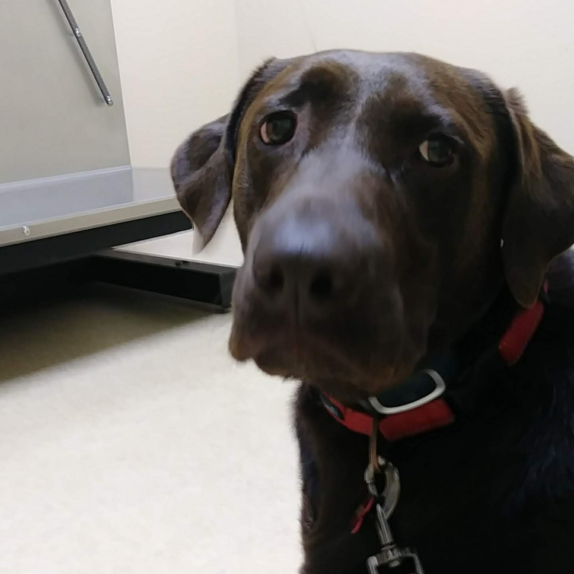 Healthy Petz Family Vet Morganton