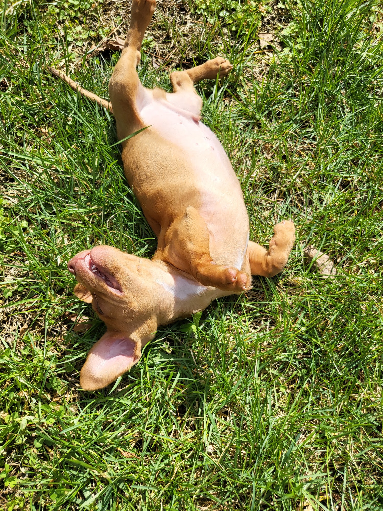 Dr. Don Hemstreet DVM Morganton