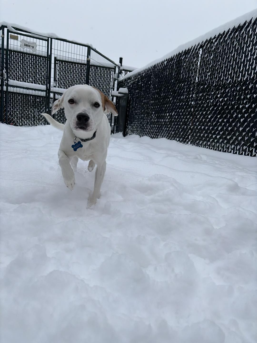 Paws & Claws of Morganton Morganton