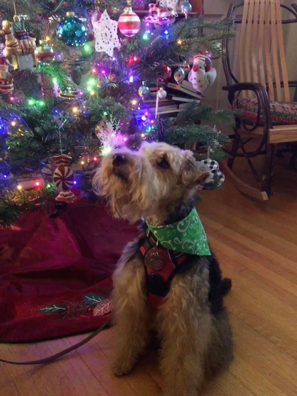 Dogs Unleashed Morganton