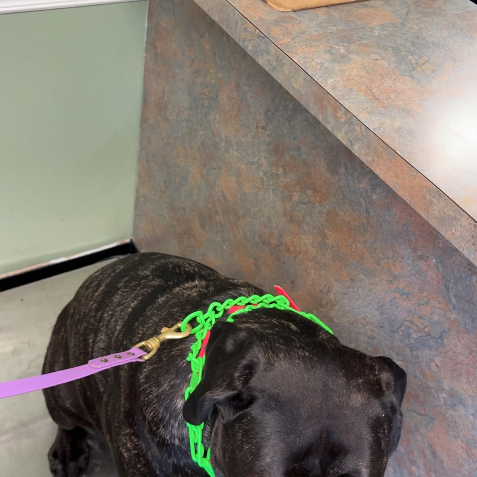 Animal Medical Services Mount Airy