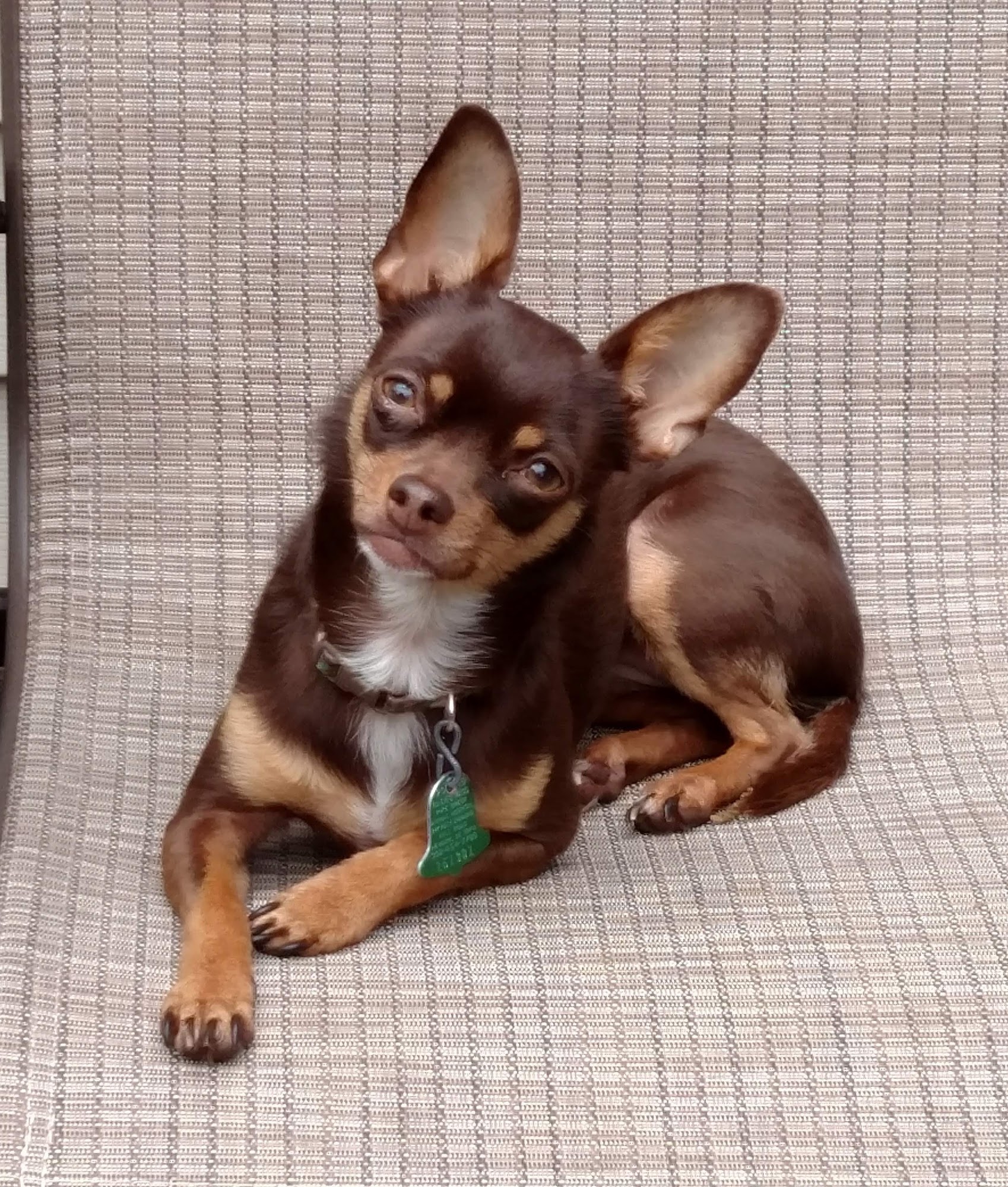 Foothills Pet Healthcare Clinic Mount Airy