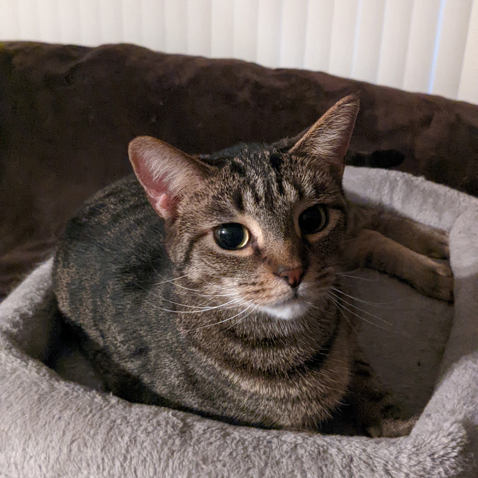 Foothills Pet Healthcare Clinic Mount Airy