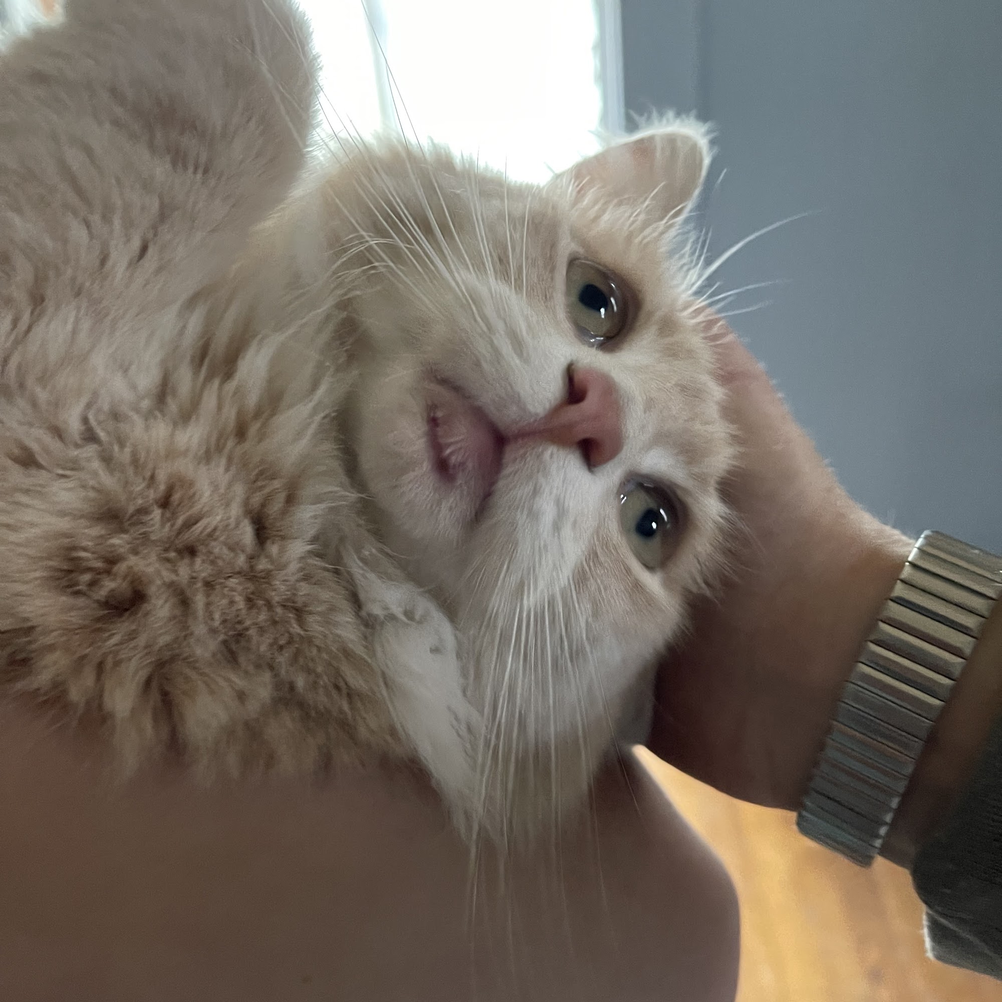 Mt Airy Veterinary Hospital Mount Airy