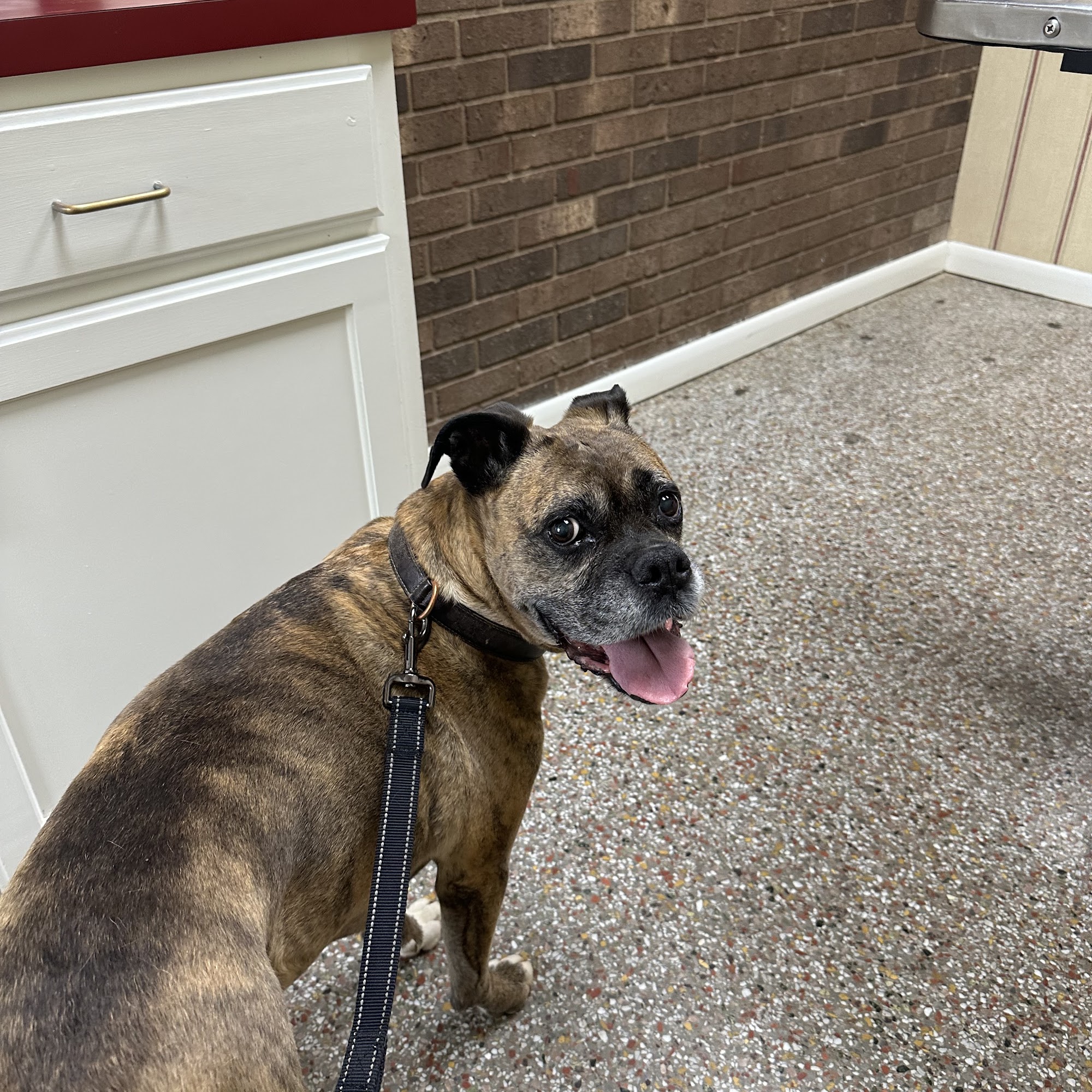 Surry Animal Hospital Mount Airy