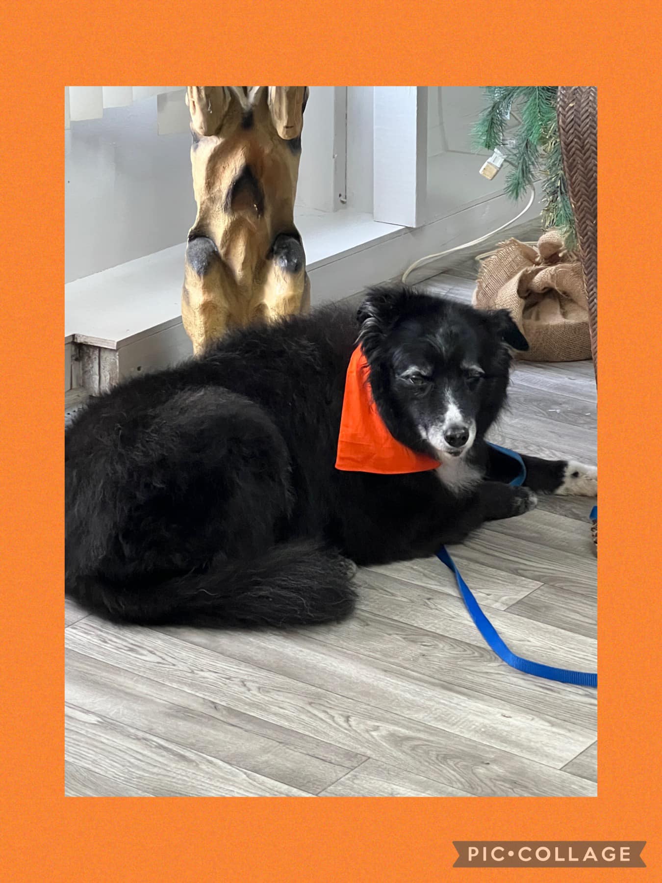 Thelma Lou's Puppy Parlor Mount Airy