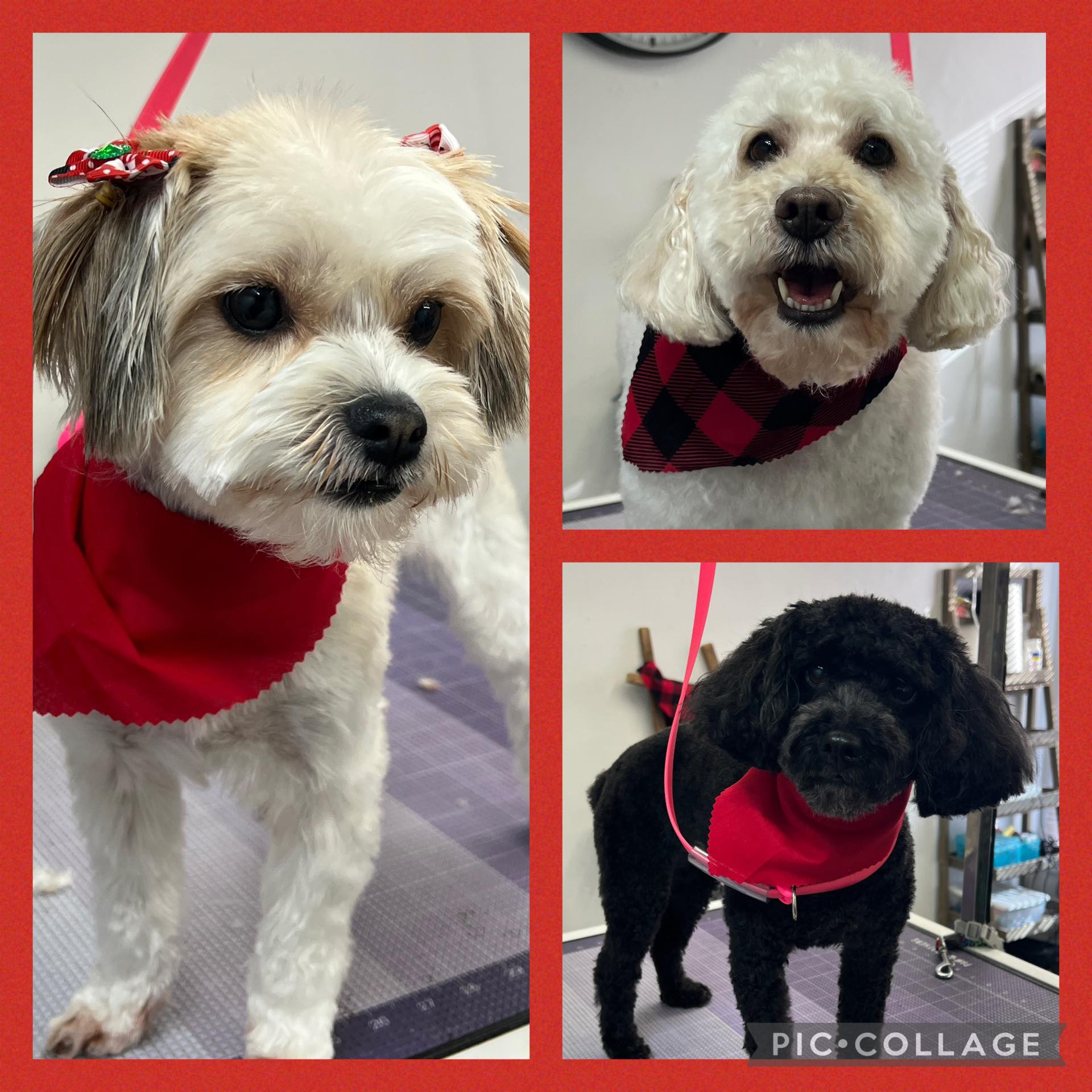 Thelma Lou's Puppy Parlor Mount Airy