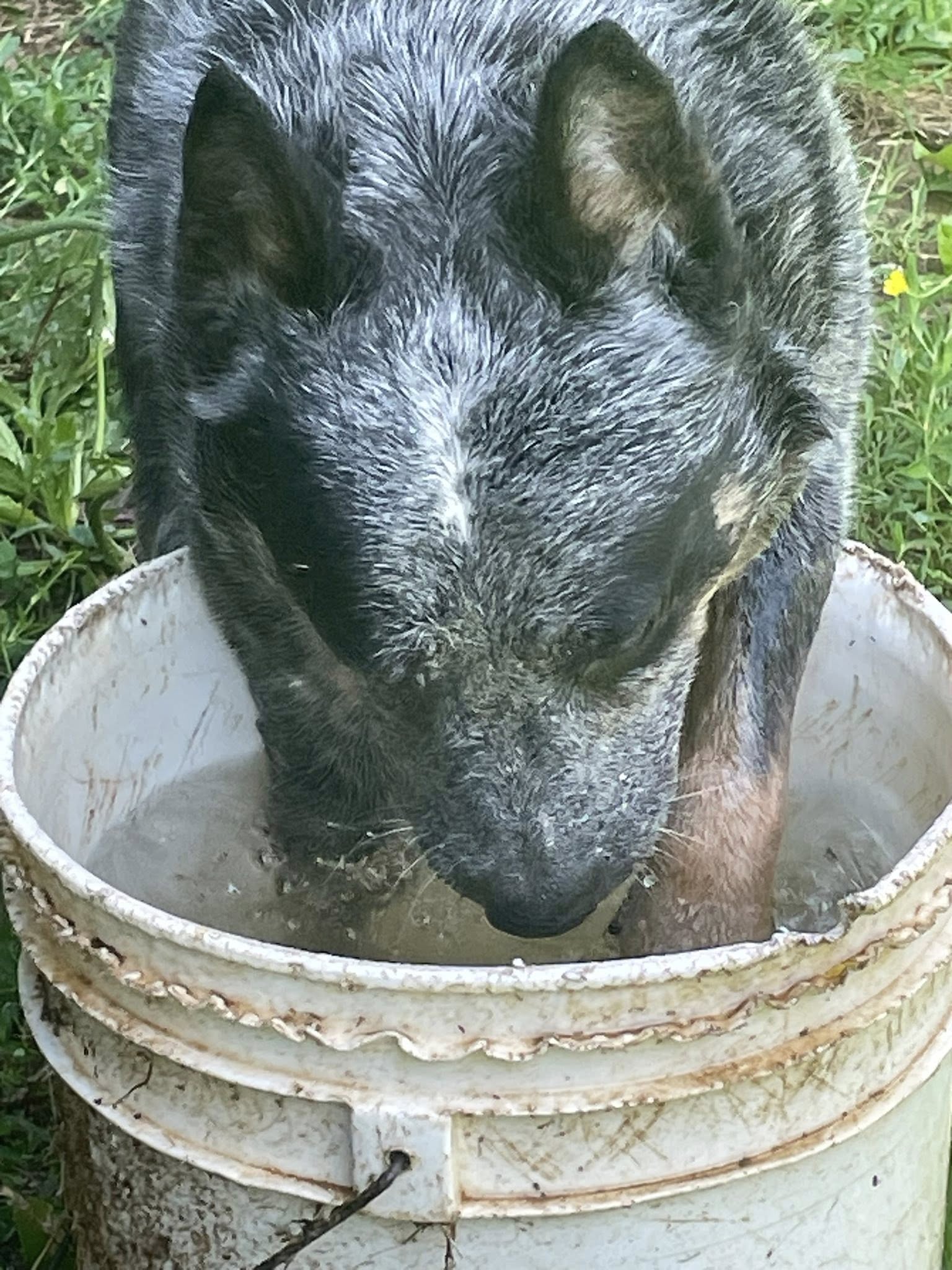 Farm Pups Mount Airy