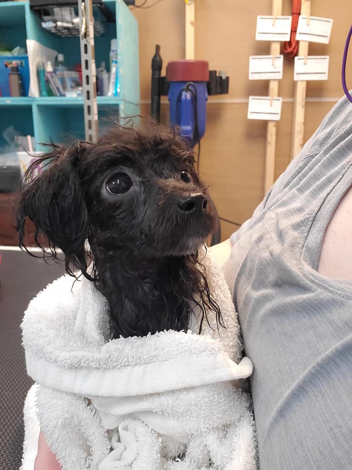 Oasis Pet Spa 1107 W Pine St, Mt Airy North Carolina 27030