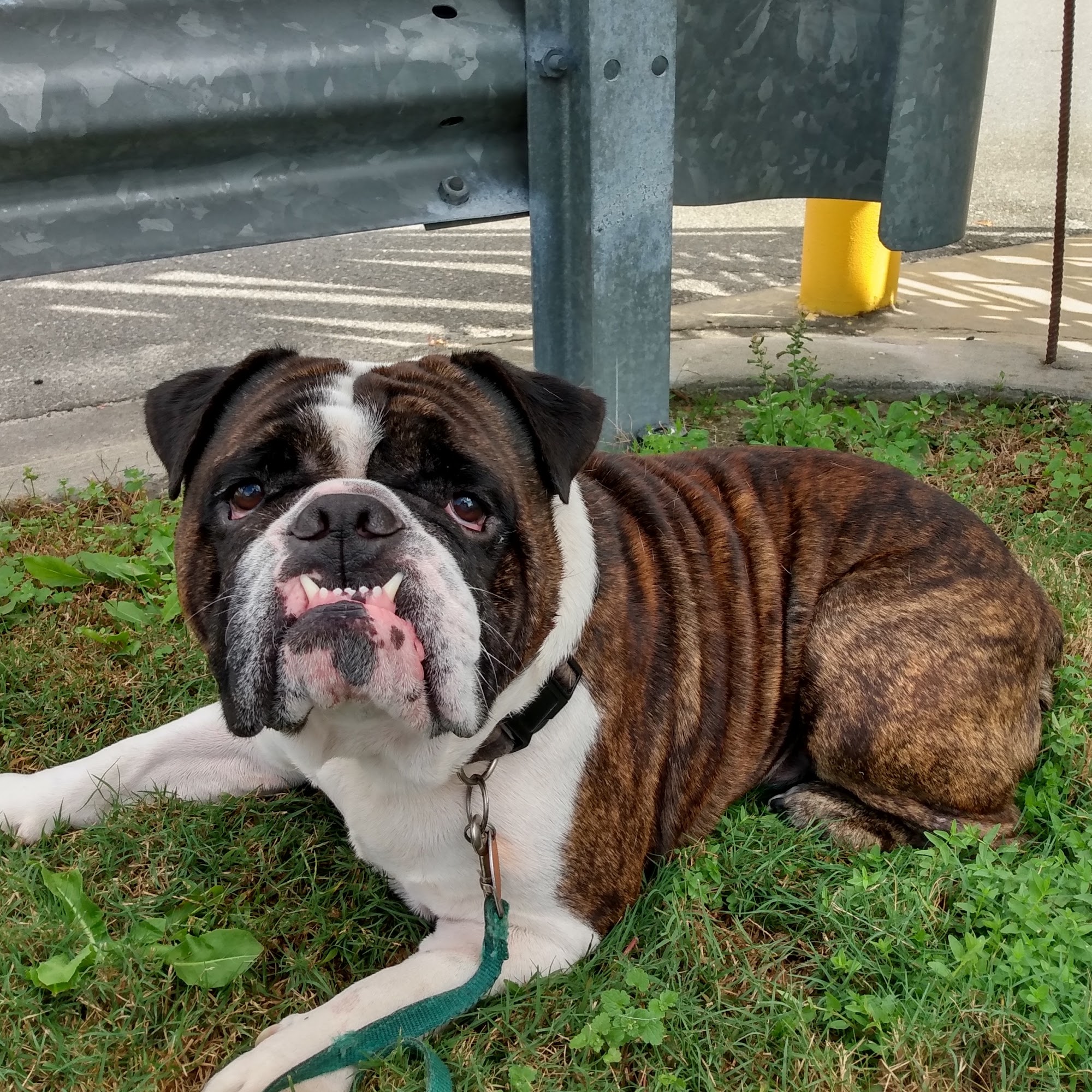 Waylin Animal Clinic Mount Olive