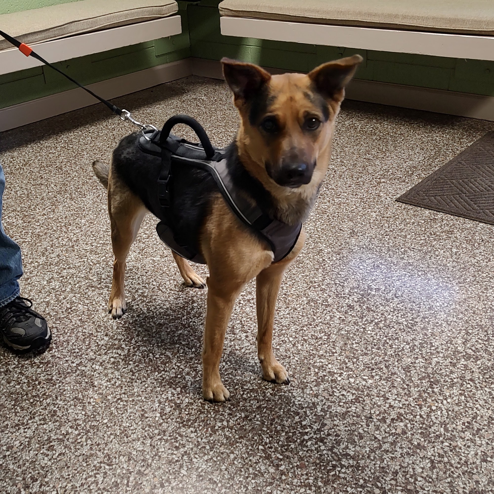 Mt Olive Animal Hospital Mount Olive