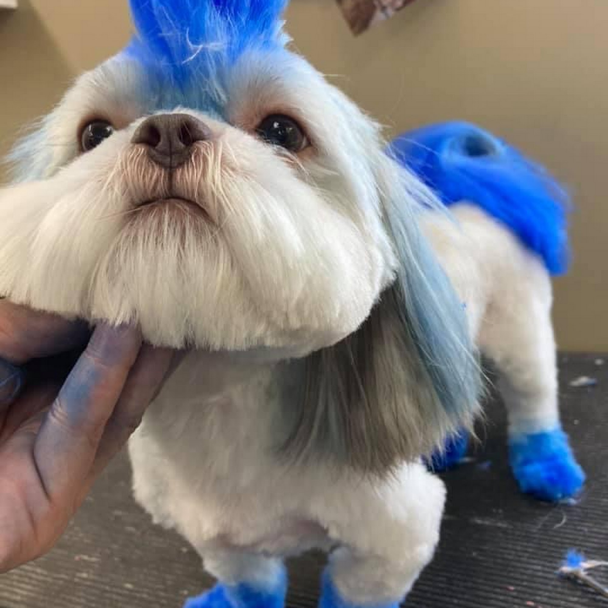 Ovadia Pet Salon Mount Pleasant