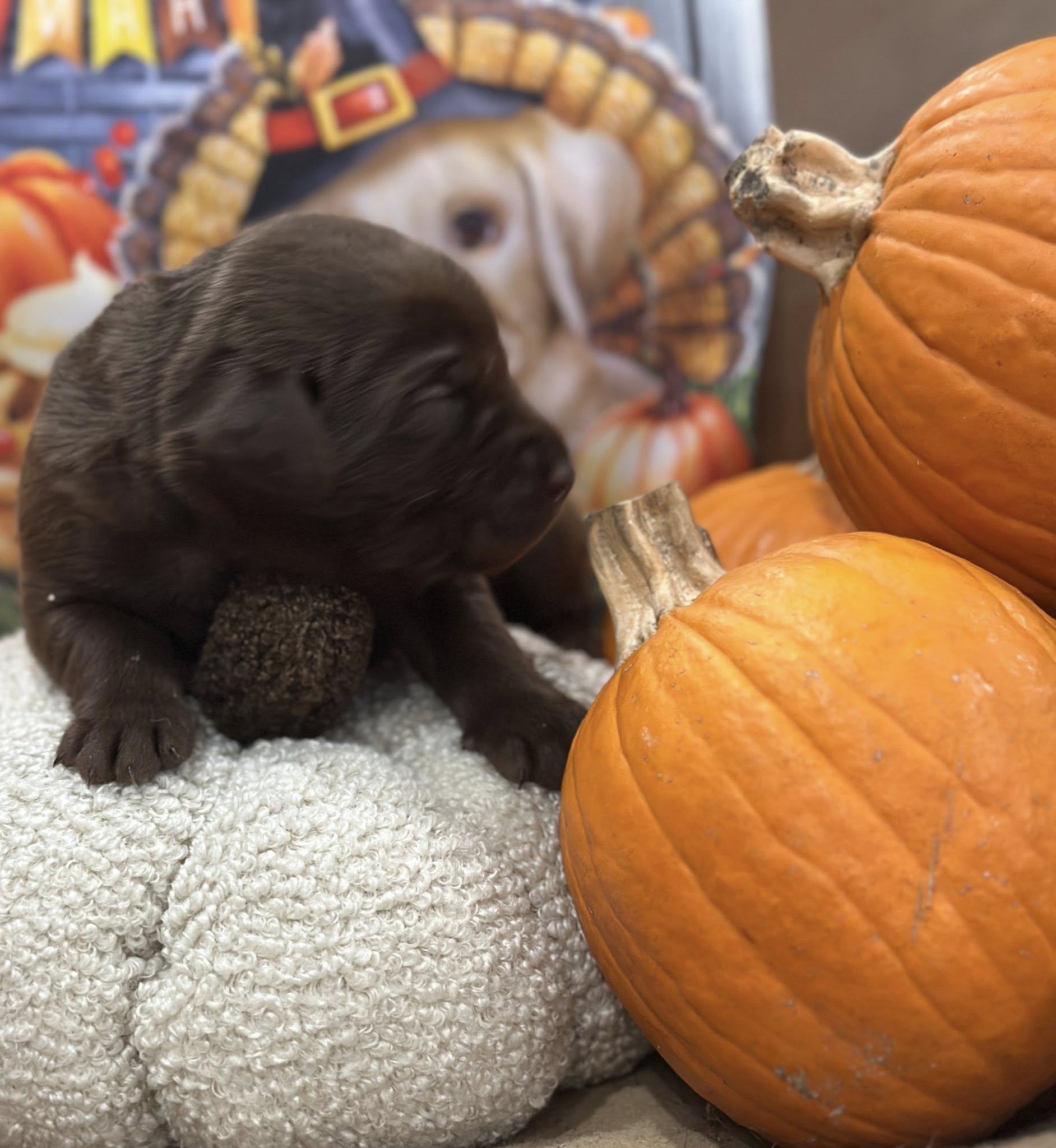 Rose Breyer Retrievers Moyock