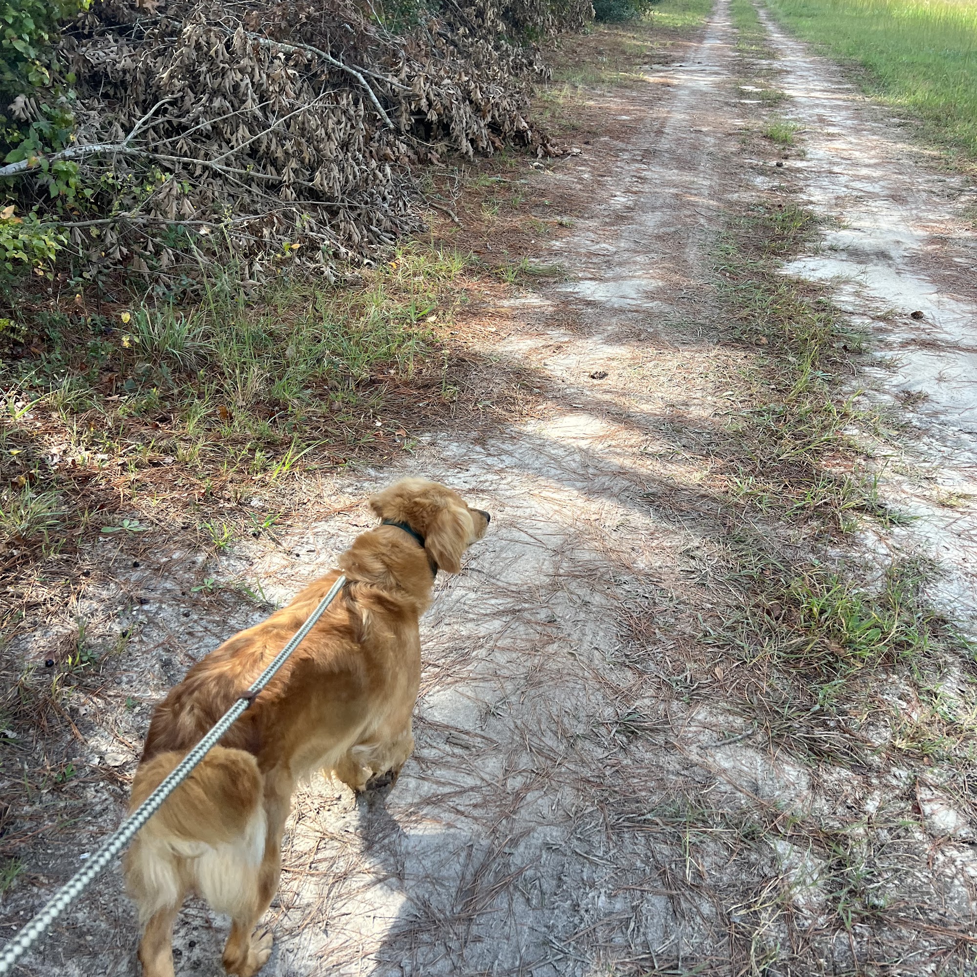Rose Breyer Retrievers Moyock