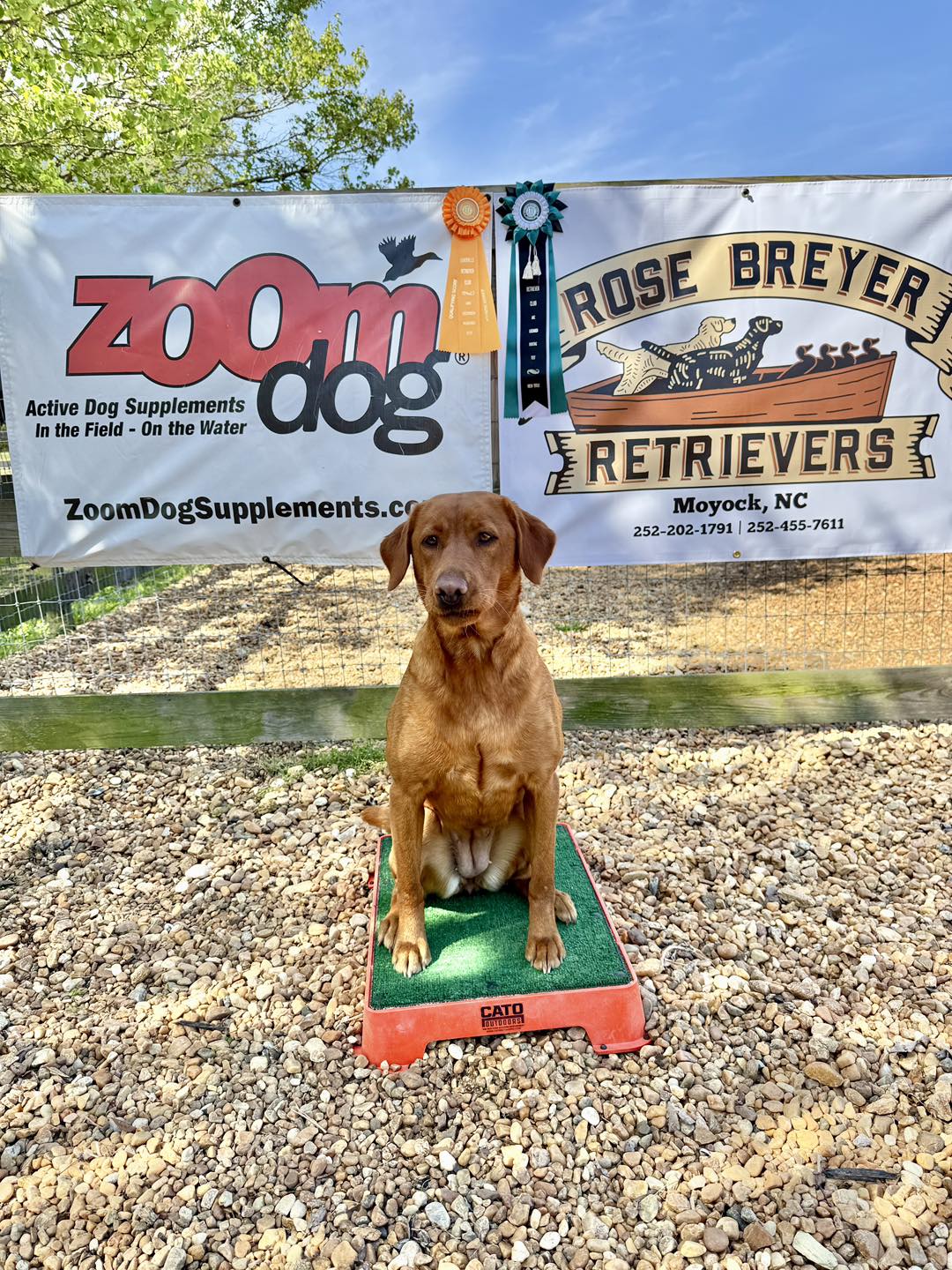 Rose Breyer Retrievers Moyock