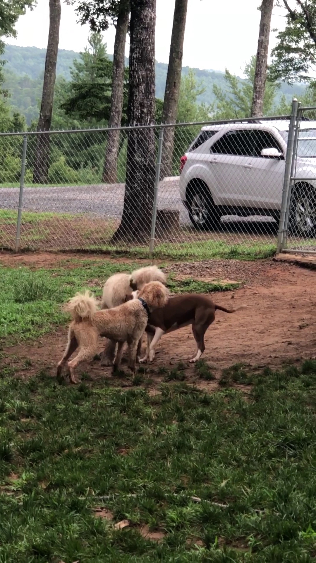 Kadillac Kennel Murphy