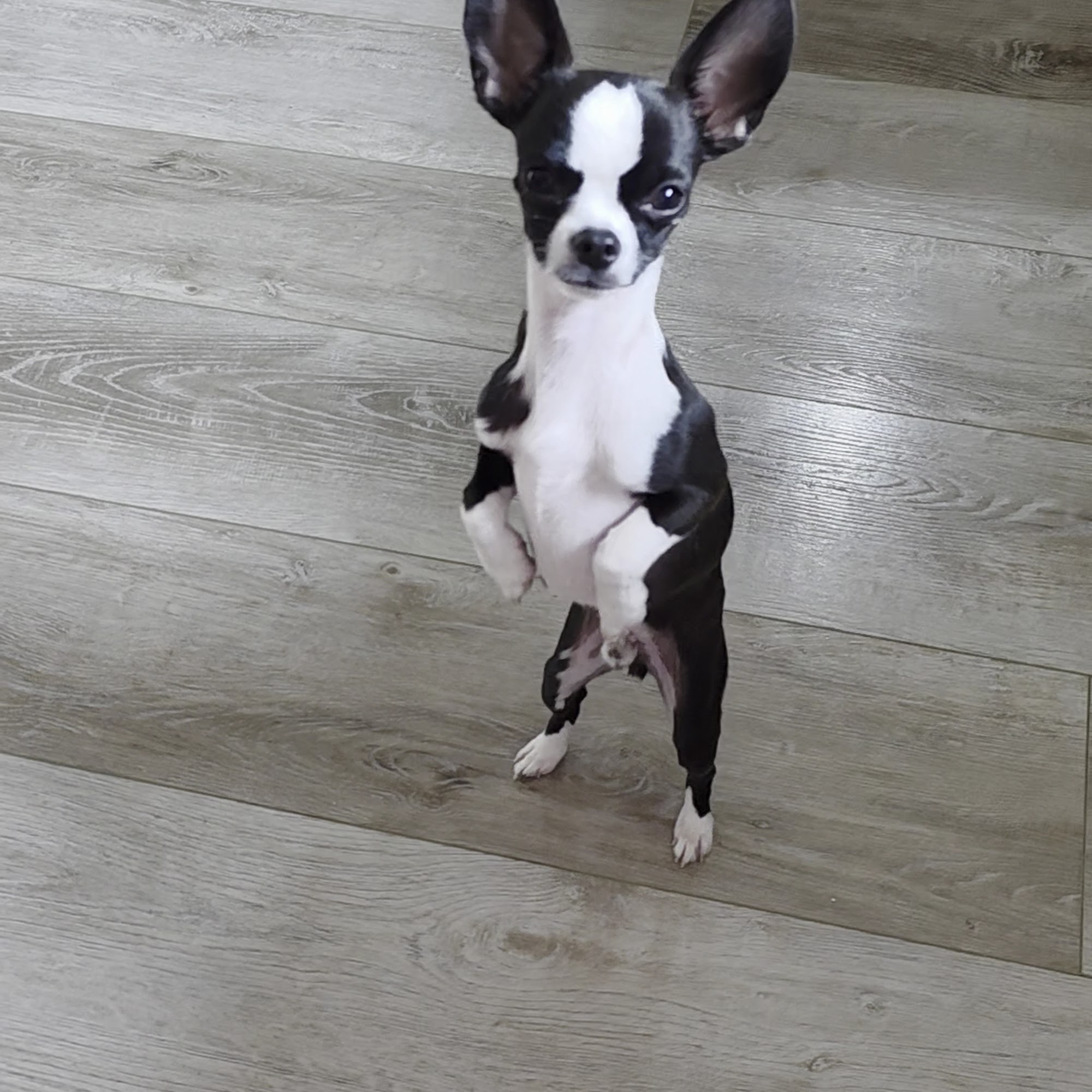 Sound Veterinary Hospital Nags Head