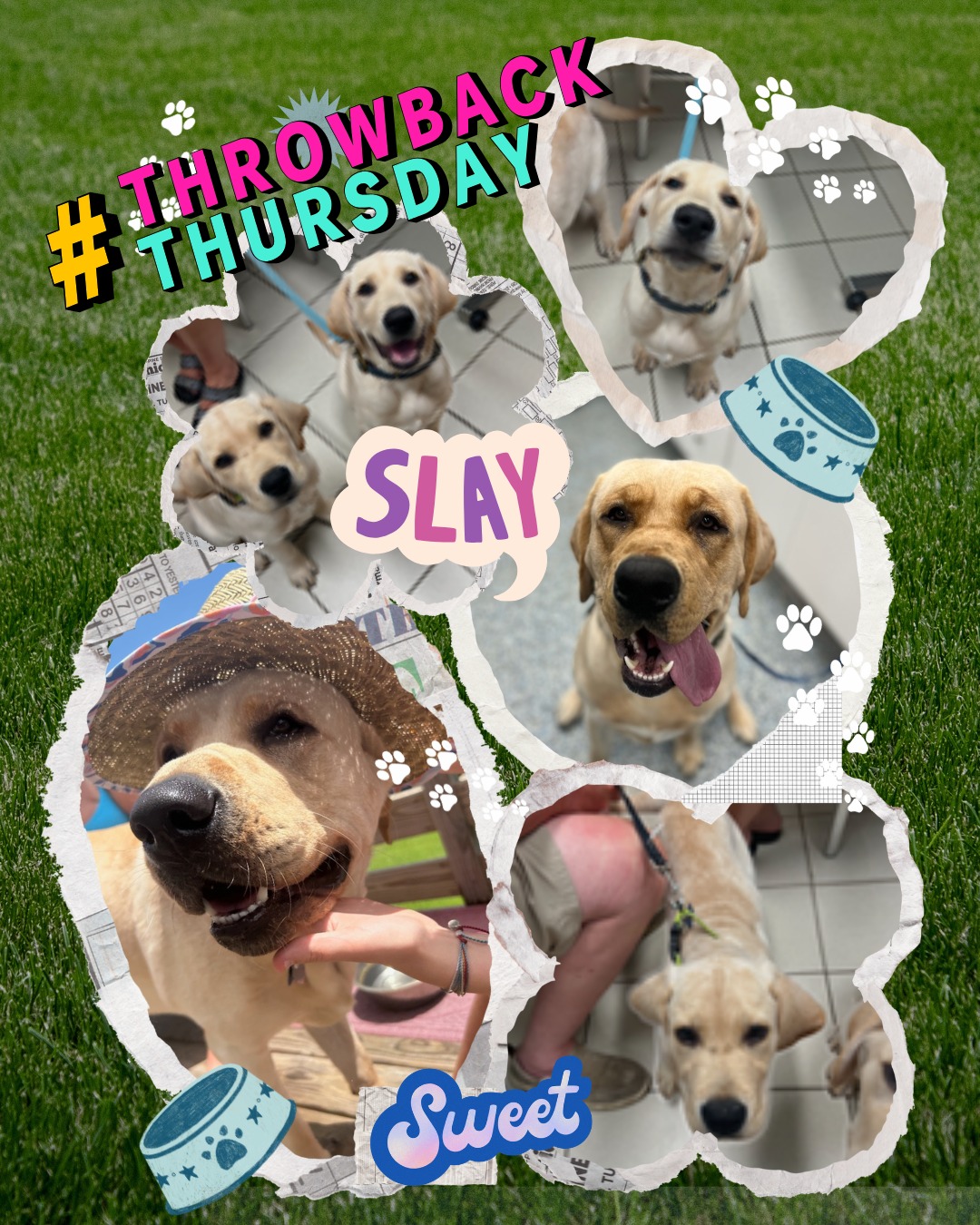 Sound Veterinary Hospital Nags Head