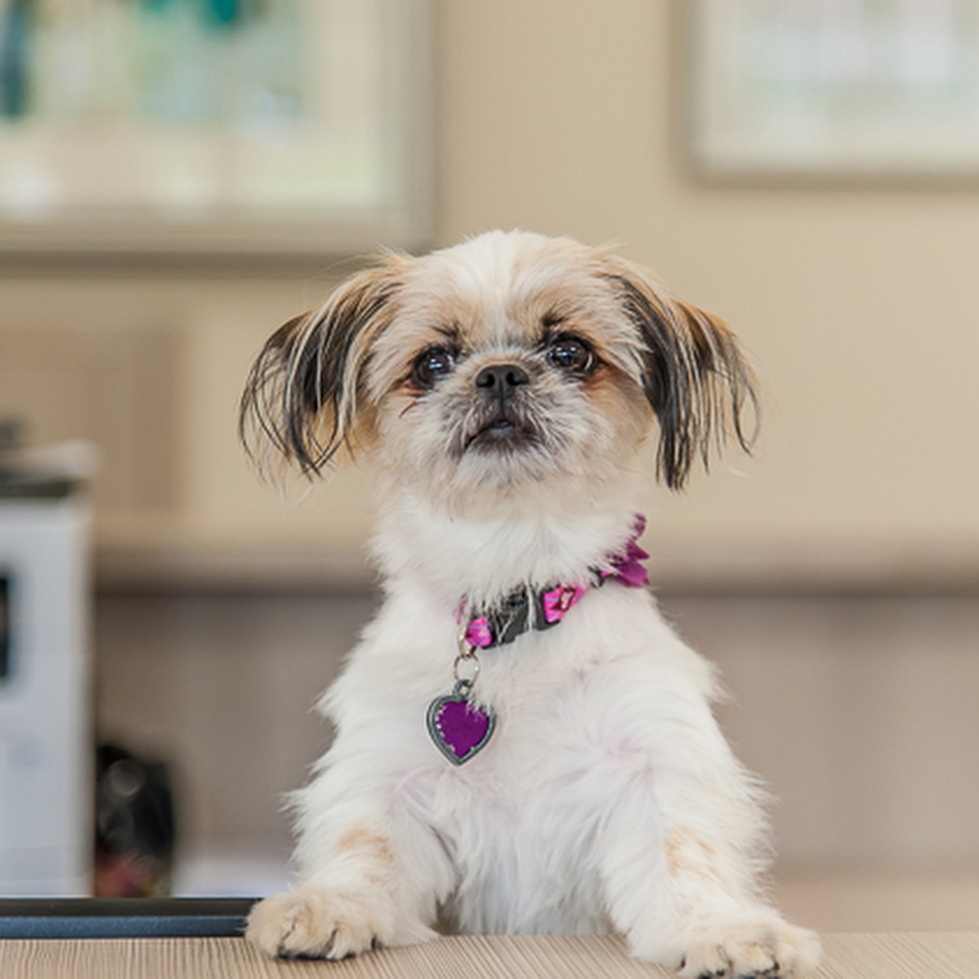 Nash County Animal Hospital Nashville