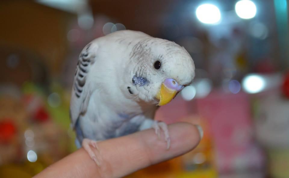 Bill's Pet Shop New Bern