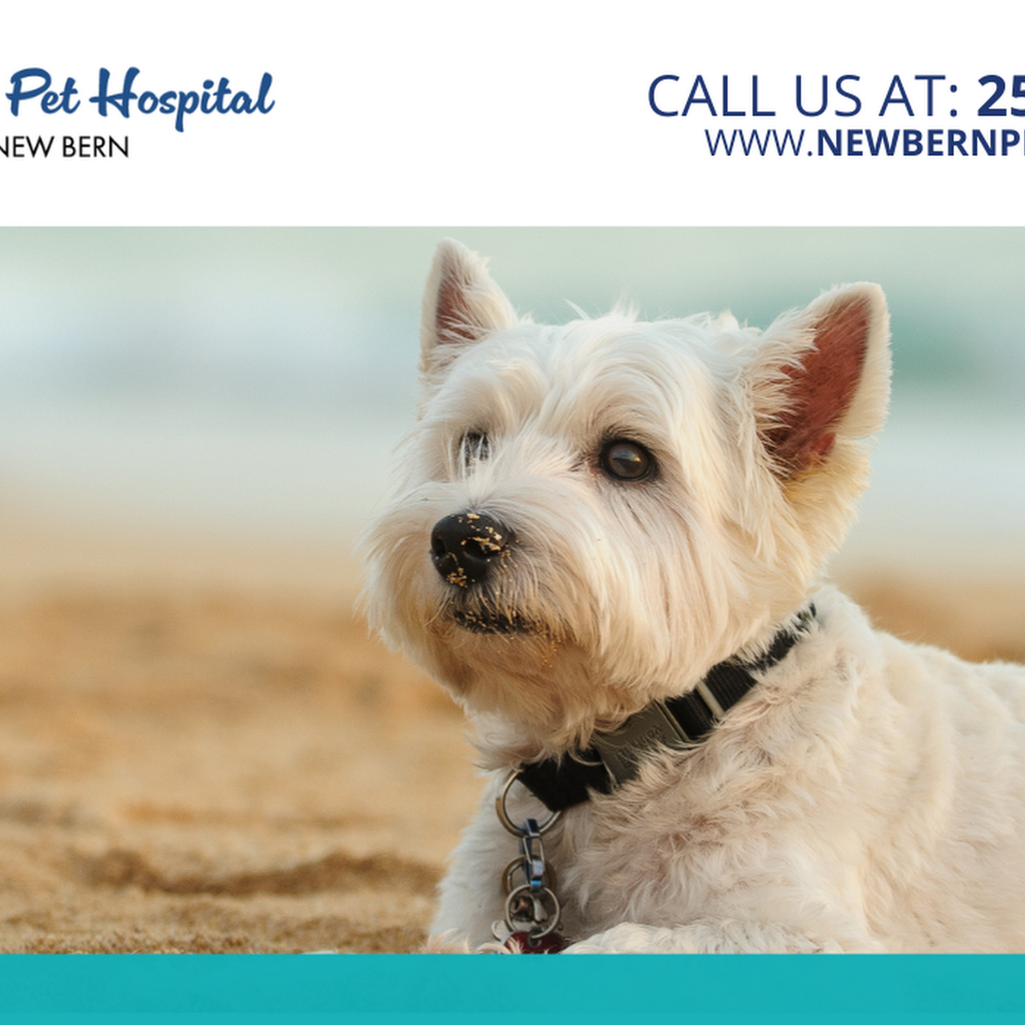 The Pet Hospital Of New Bern New Bern