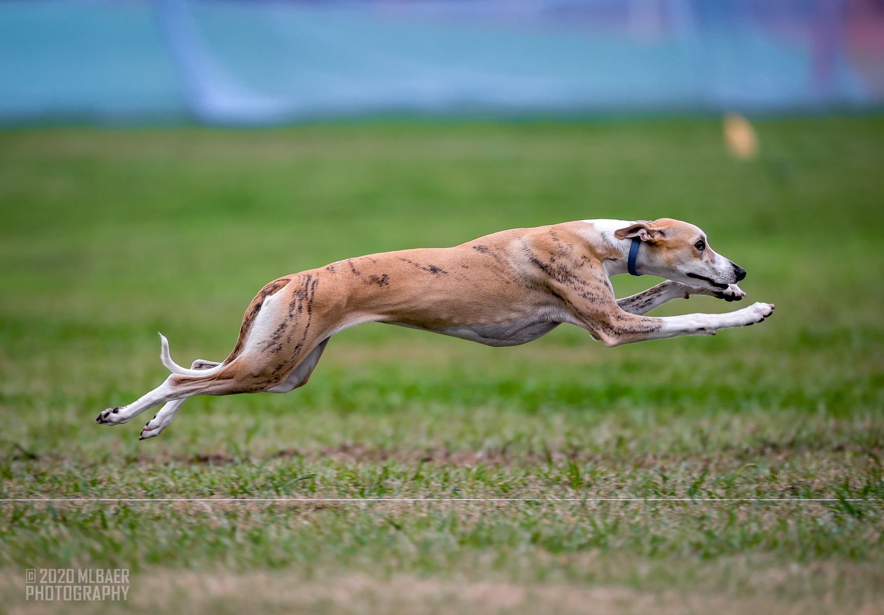 Animal Care Center Veterinary Hospital New Bern