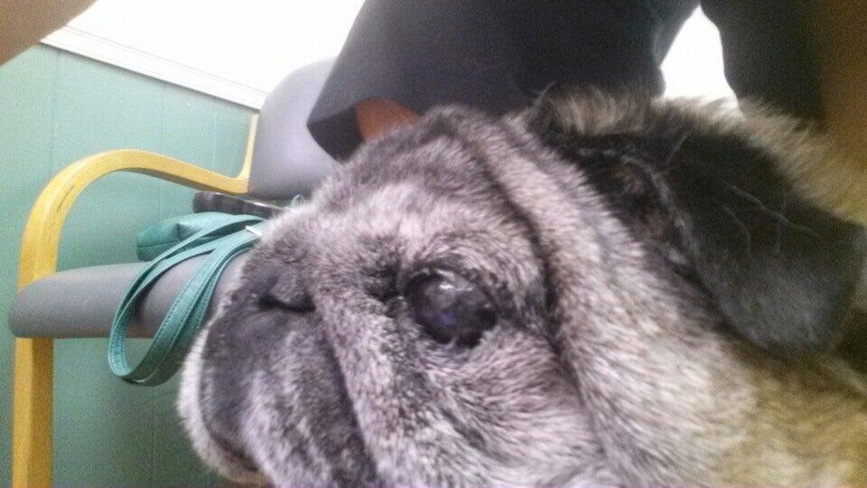 Craven Animal Hospital: Manczka Stacey DVM New Bern