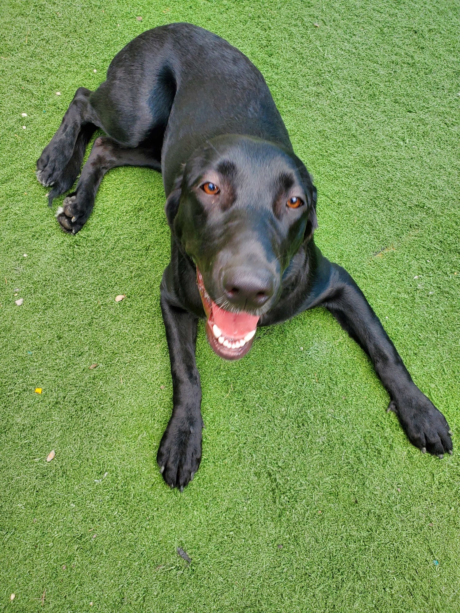 A Dog's Dream New Bern