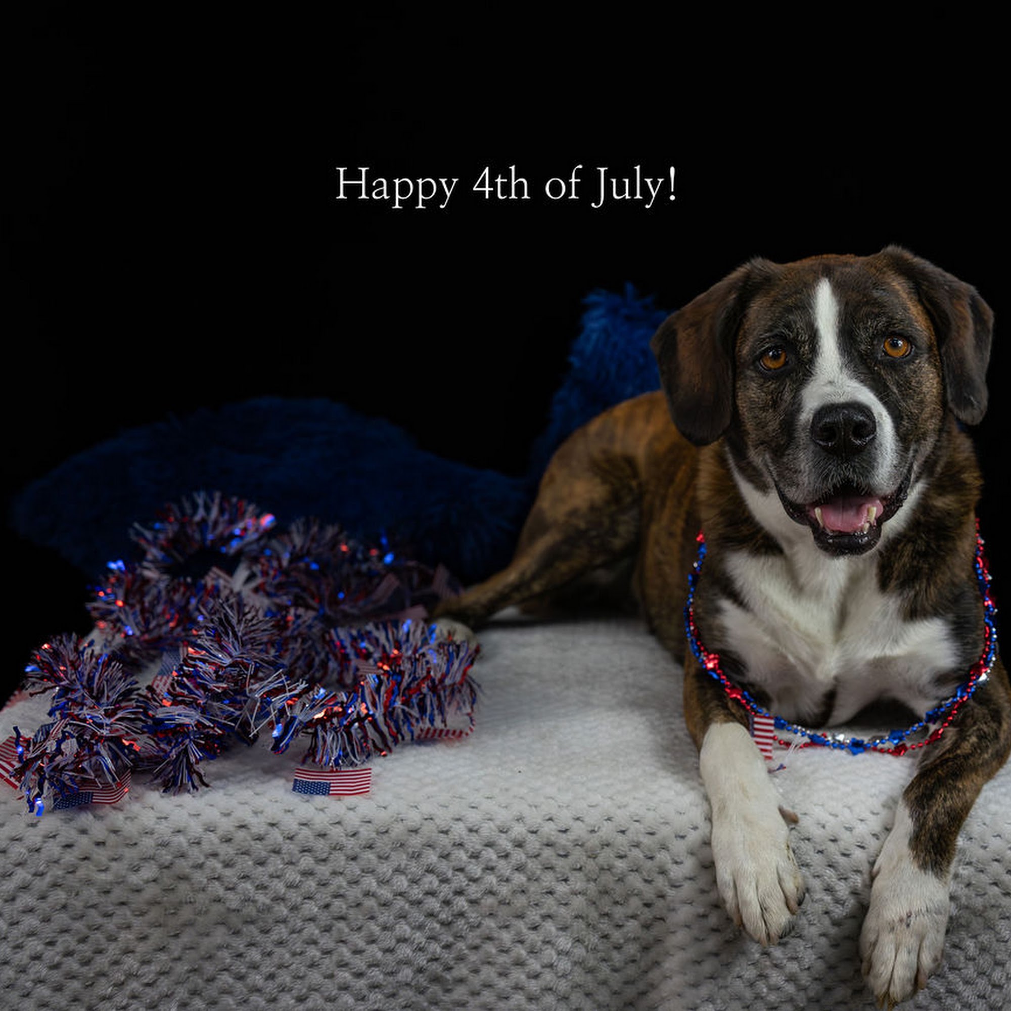 A Dog's Dream New Bern