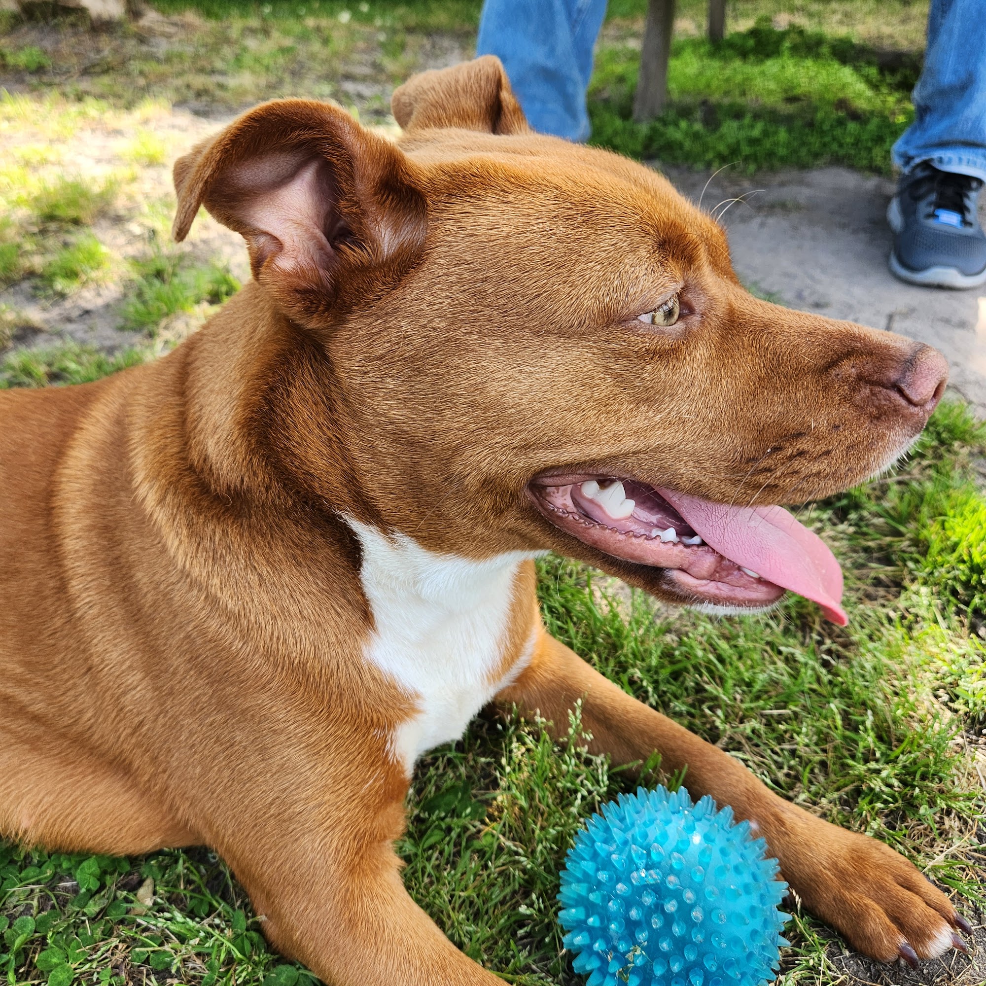 Craven Pamlico Animal Services Center New Bern