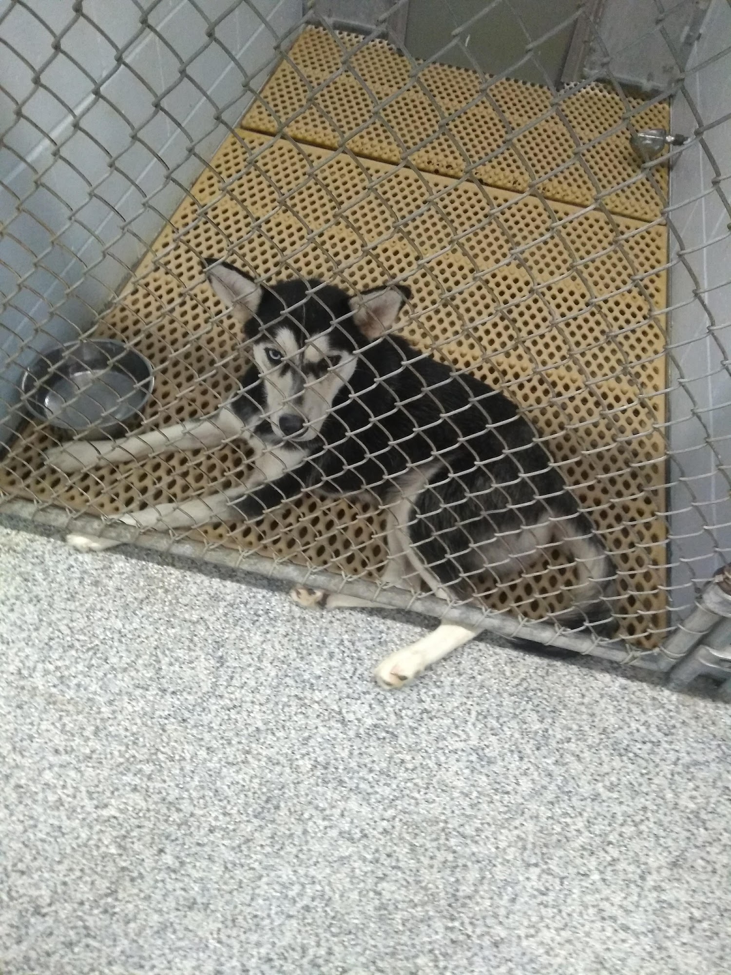 Craven Pamlico Animal Services Center New Bern