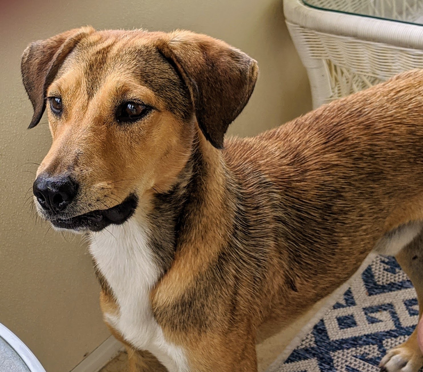 Colonial Capital Humane Society New Bern