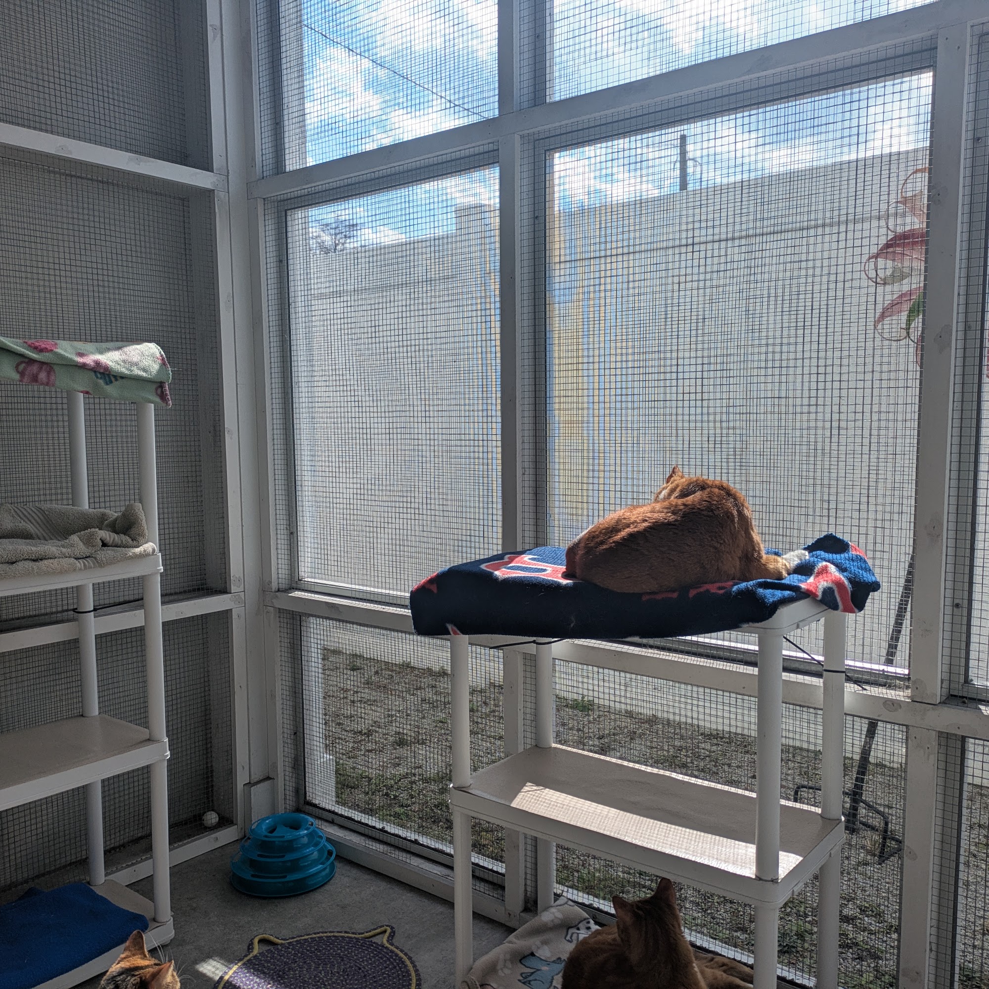 Colonial Capital Humane Society New Bern