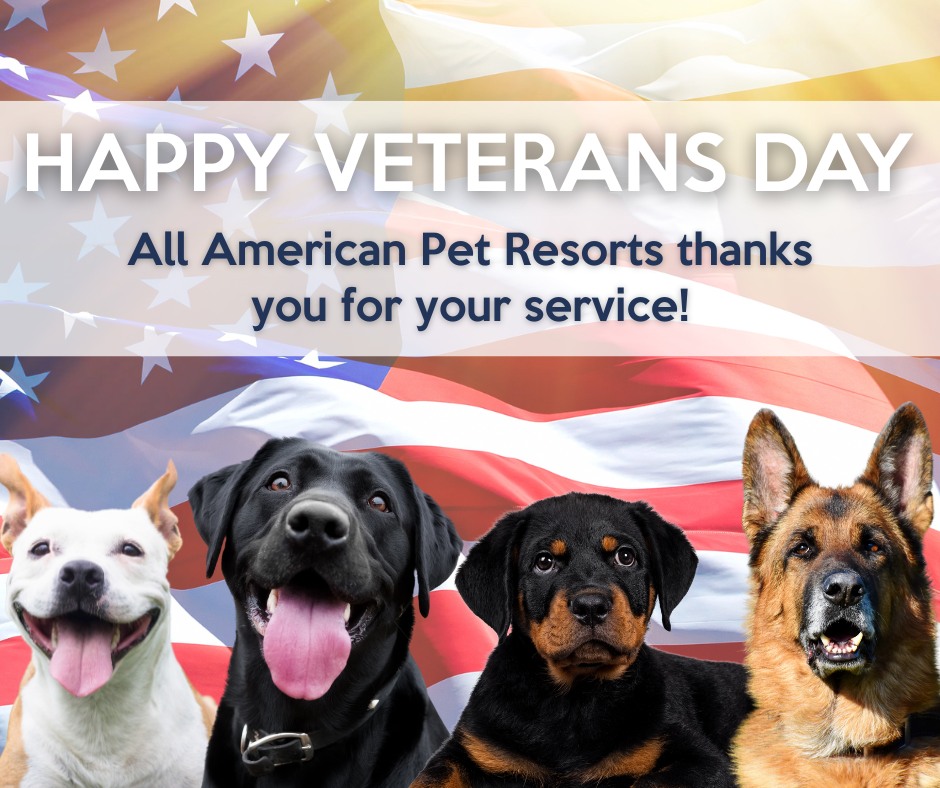 All American Pet Resorts New Bern New Bern