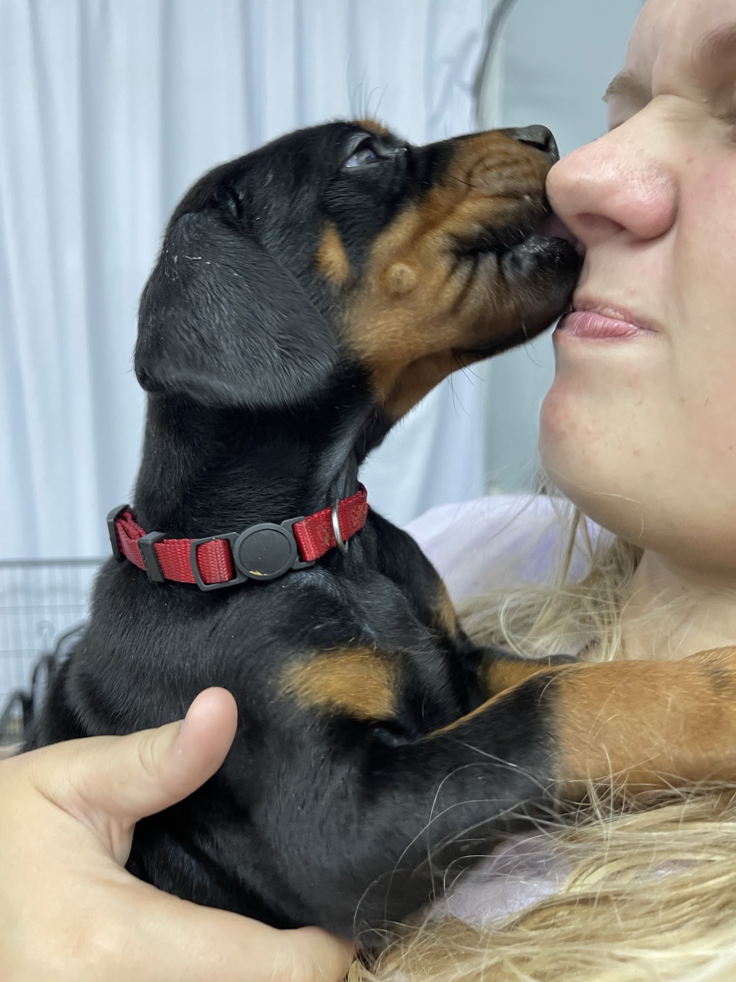 Valor Dobermans of NC™ New Bern