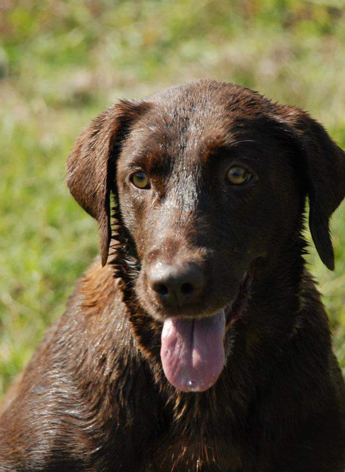 Weller Kennels/Dog Obedience New Bern