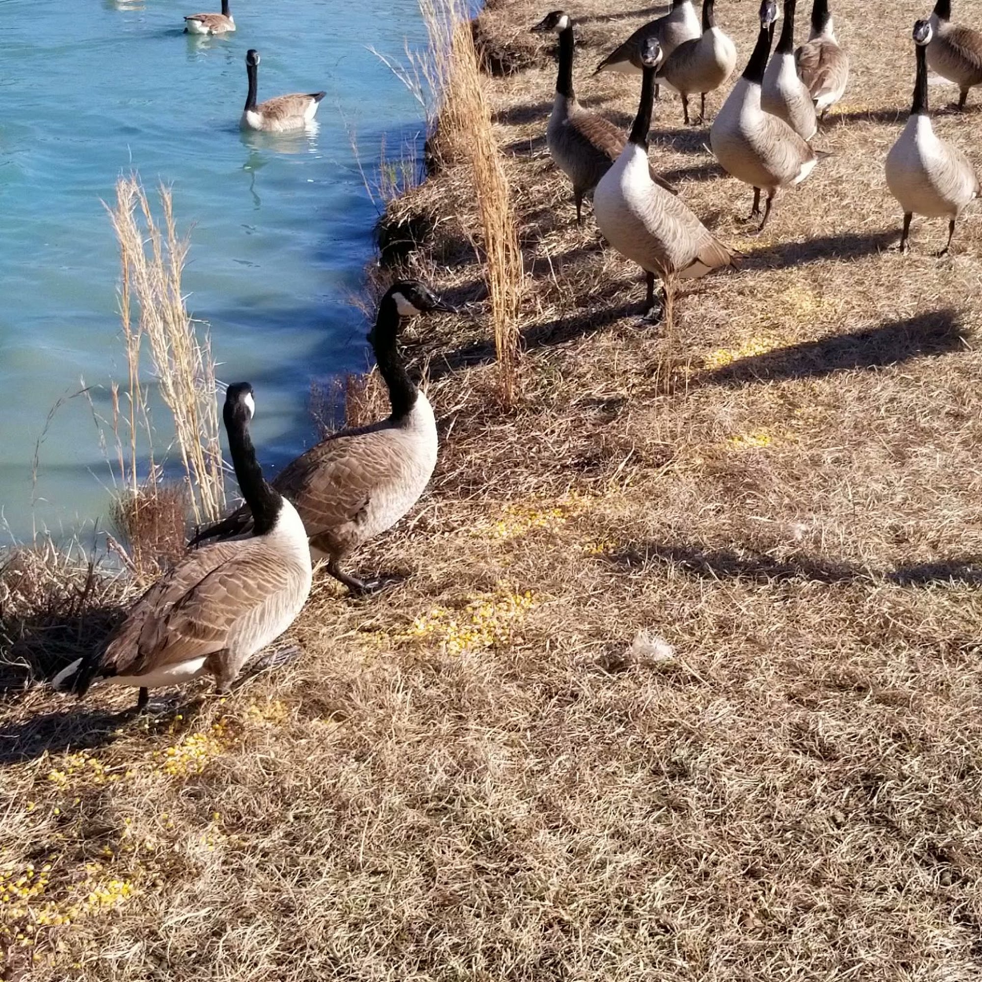 Weller Kennels/Dog Obedience New Bern