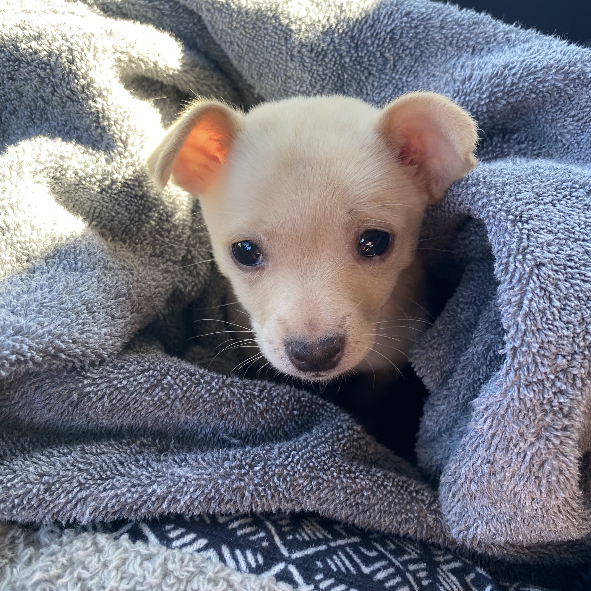 North Stanly Animal Clinic New London