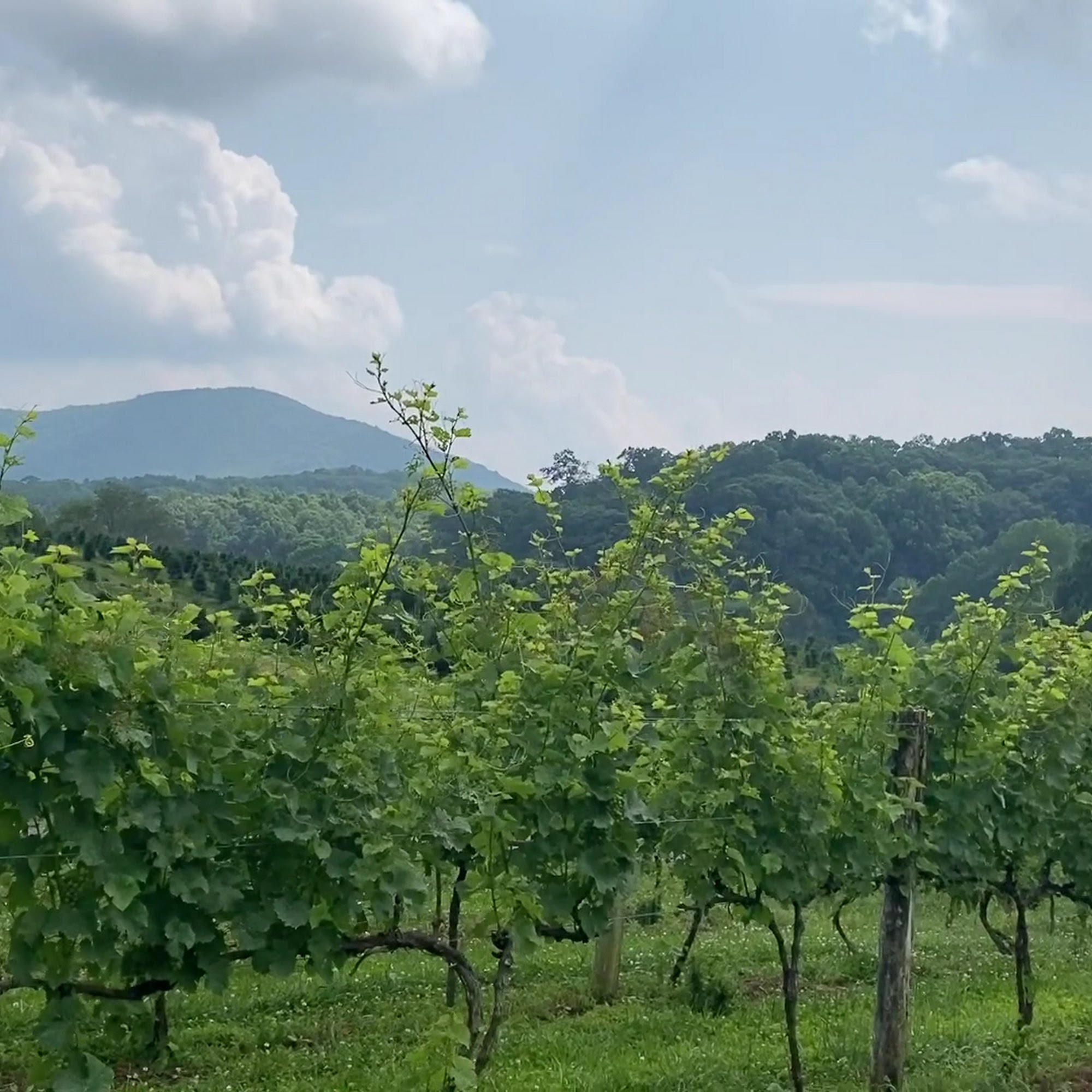 Linville Falls Winery Newland