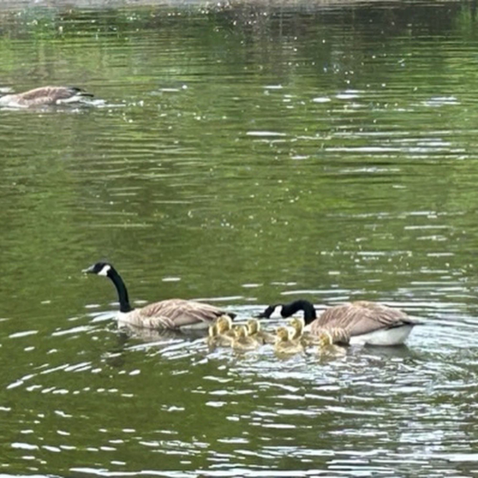 Outer Banks Wildlife Shelter, Inc Newport