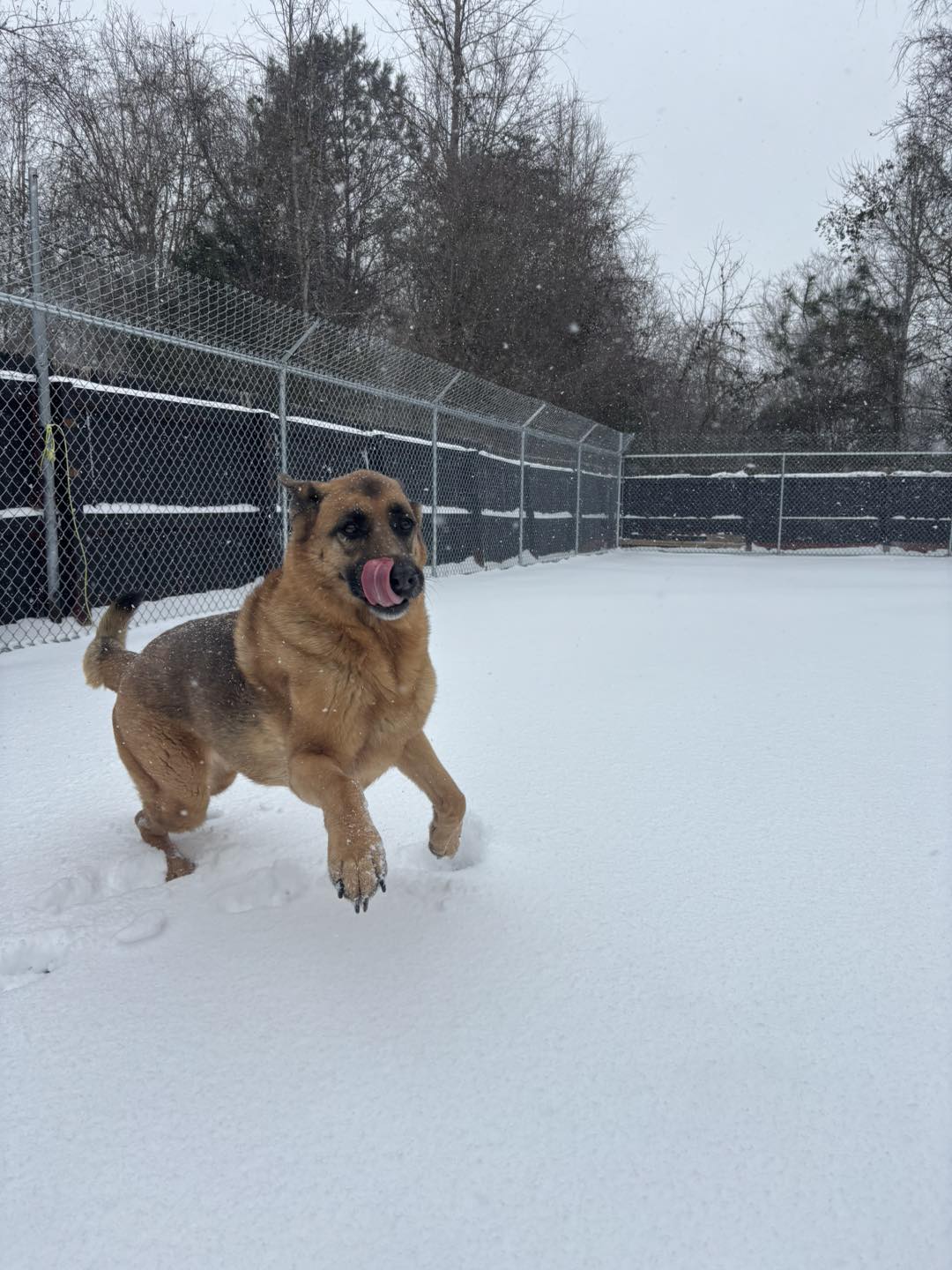 Beach Paws, Inc Newport