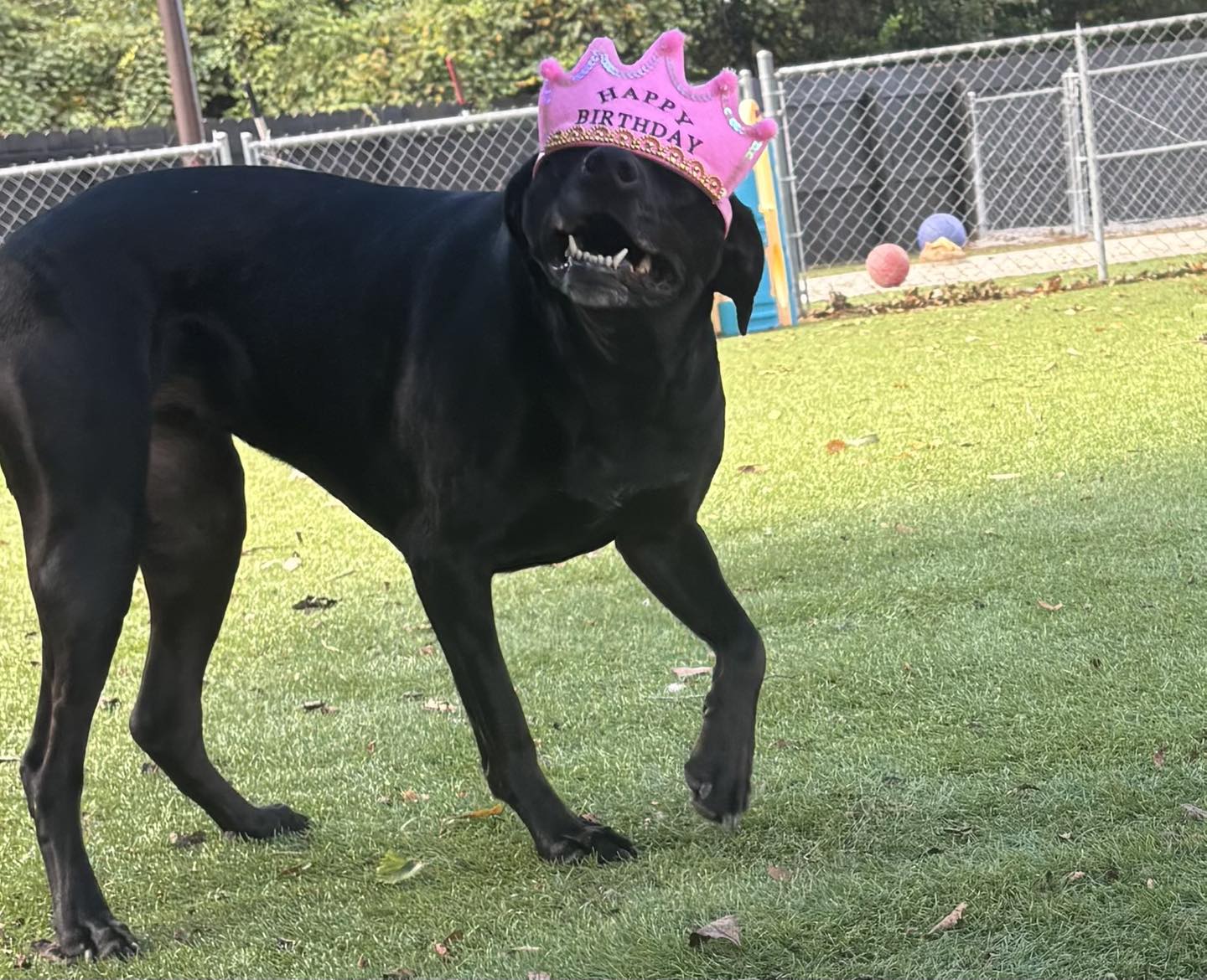 Beach Paws, Inc Newport